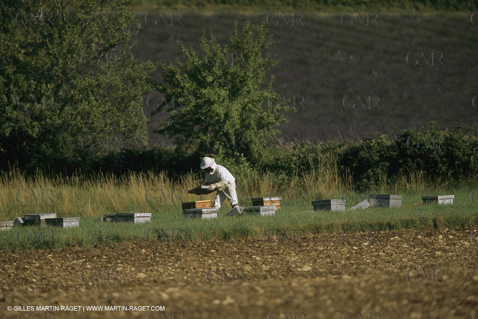 France, Provence, Apiculture