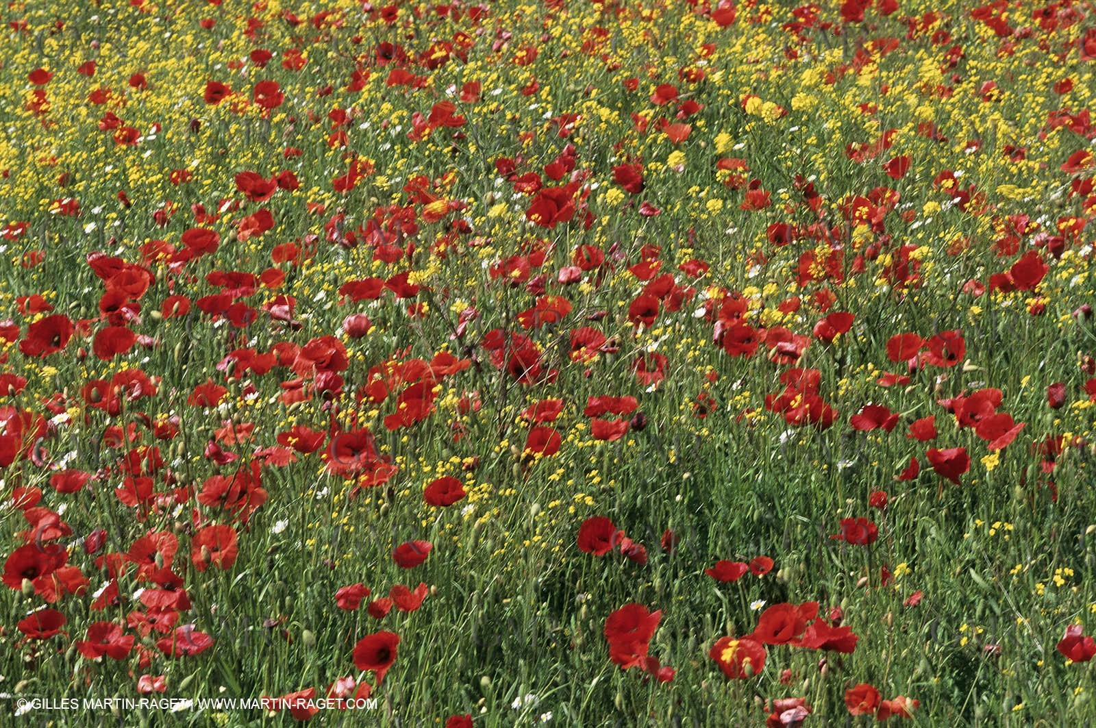 2000-2010- Les Alpilles (FRA,13) - Poppy fields