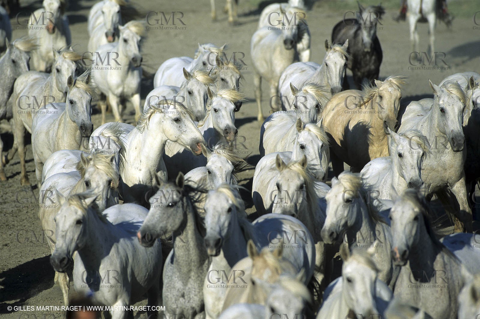 Camargue horses
