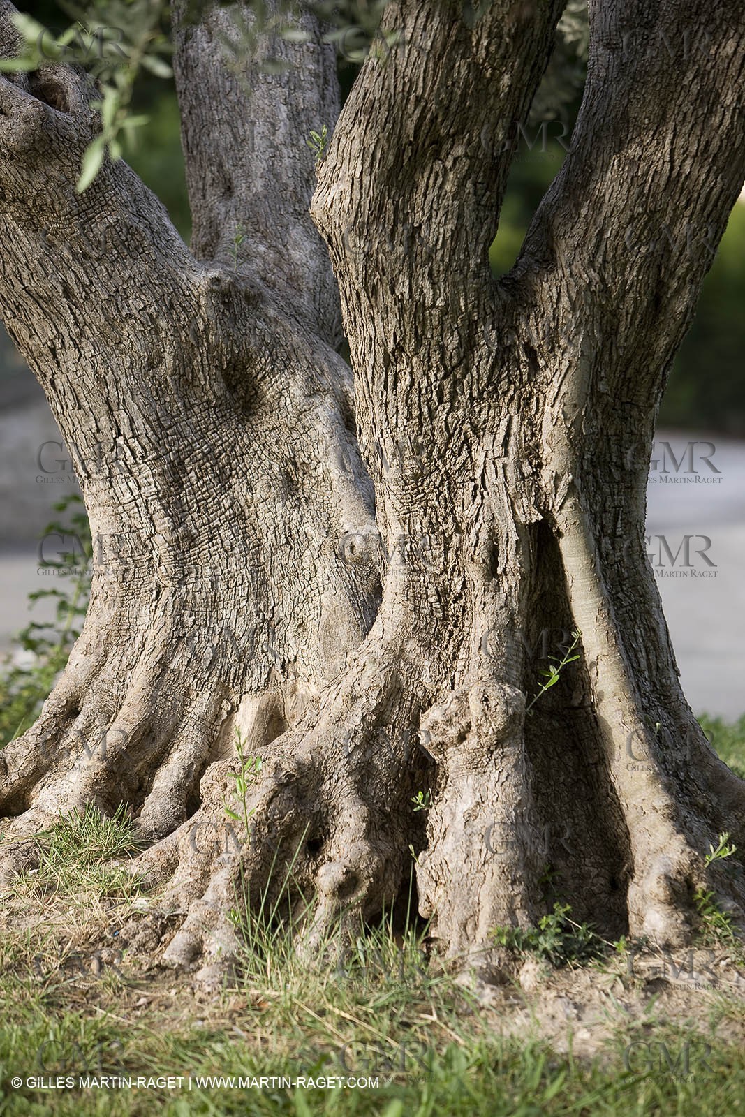 24 06 2008 - Saint Rémy de Provence (FRA-13) - Alpilles hills landscapes - Olive trees