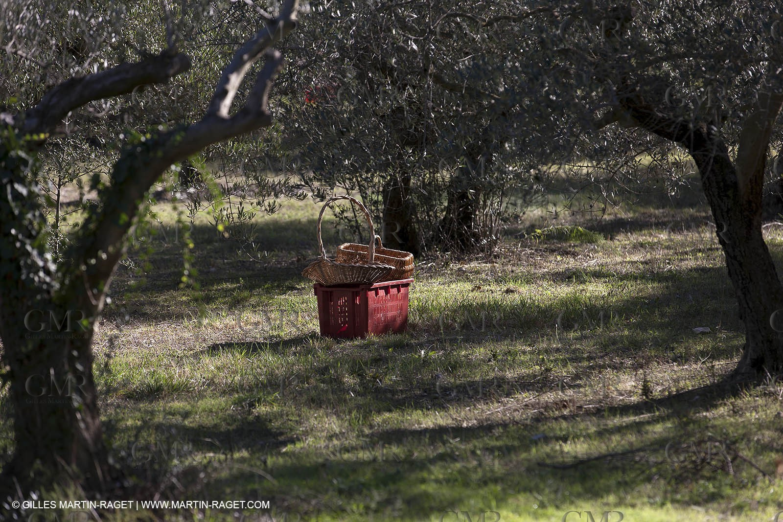 7 11 2012 - Saint Etienne du Grès (FRA,13, Alpilles) Olive harvest at Vallon Raget