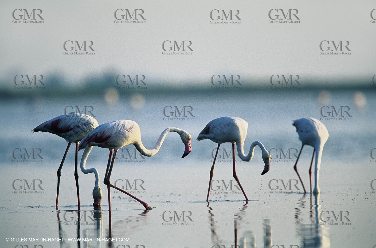 Camargue (FRA,13) - Flamingos in the Camargue