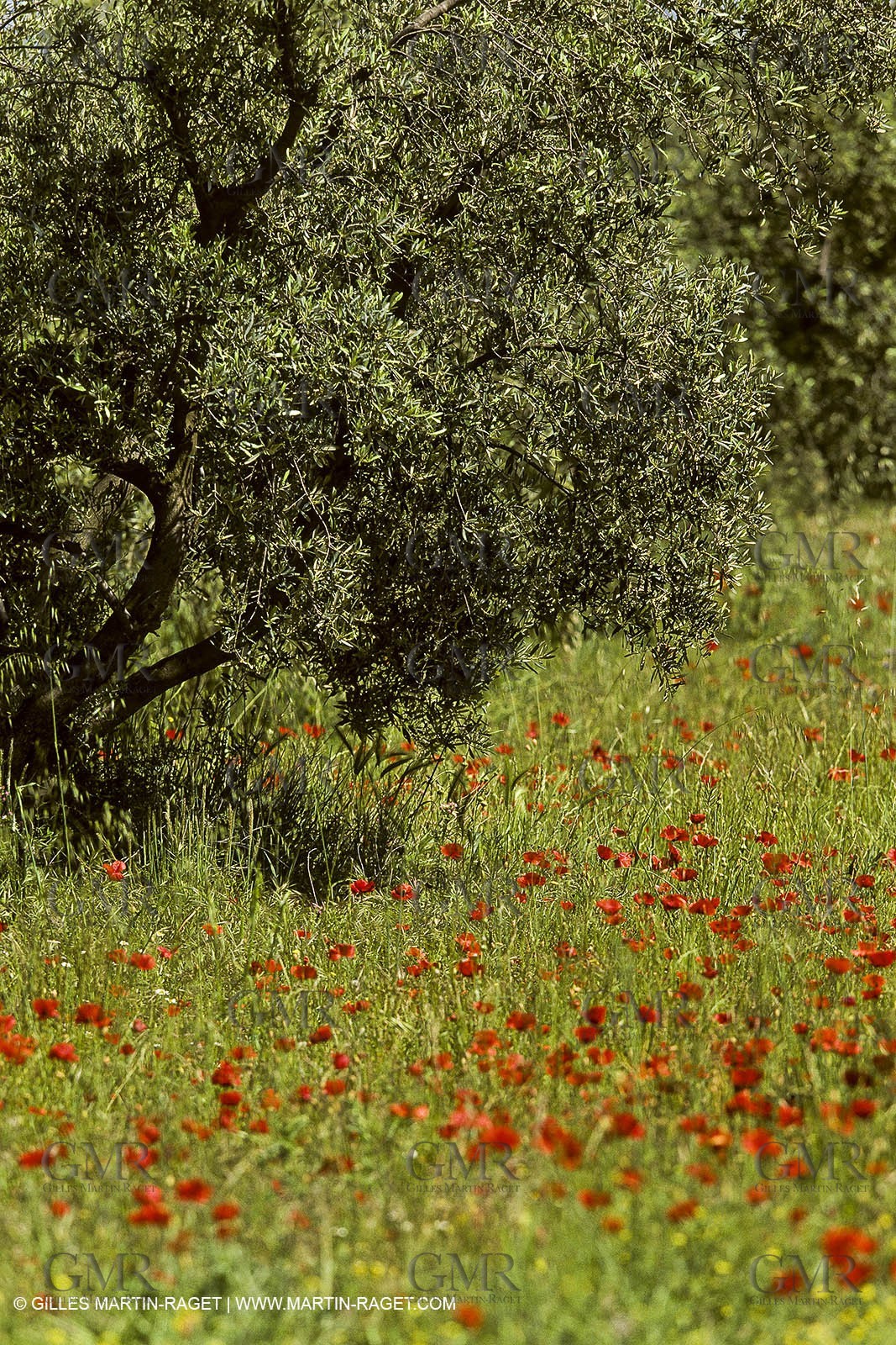 France, Provence, Oliviers, oliveraies, olive trees
