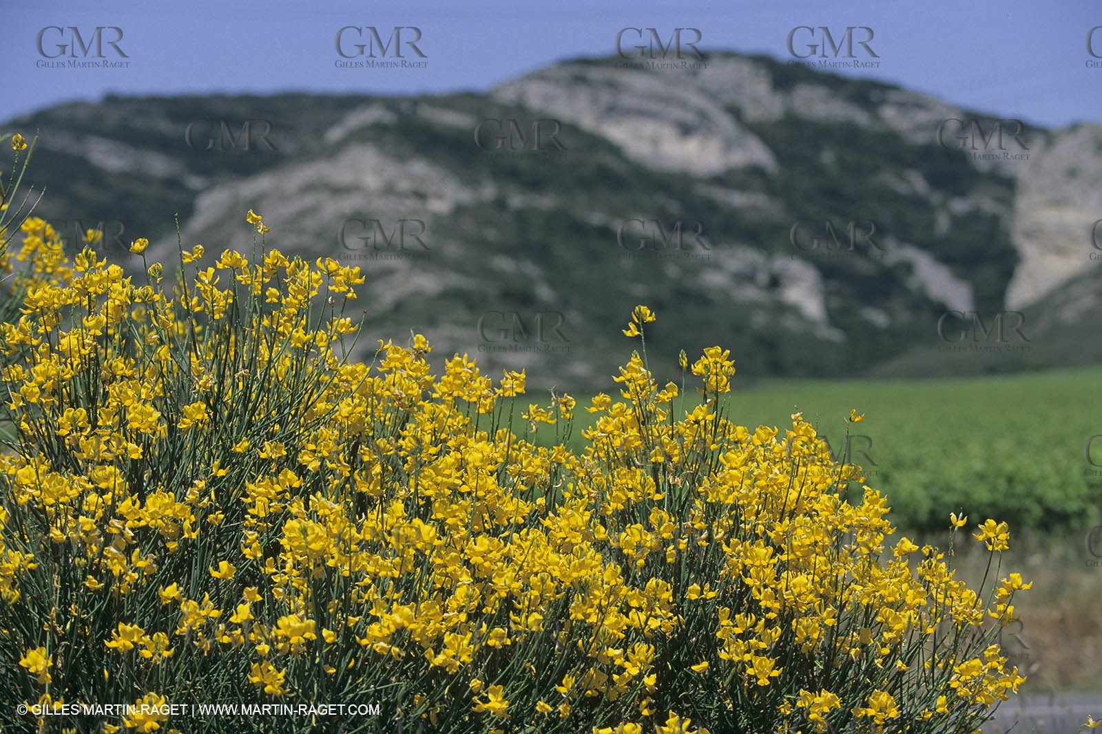 France, south, Alpilles landscapes