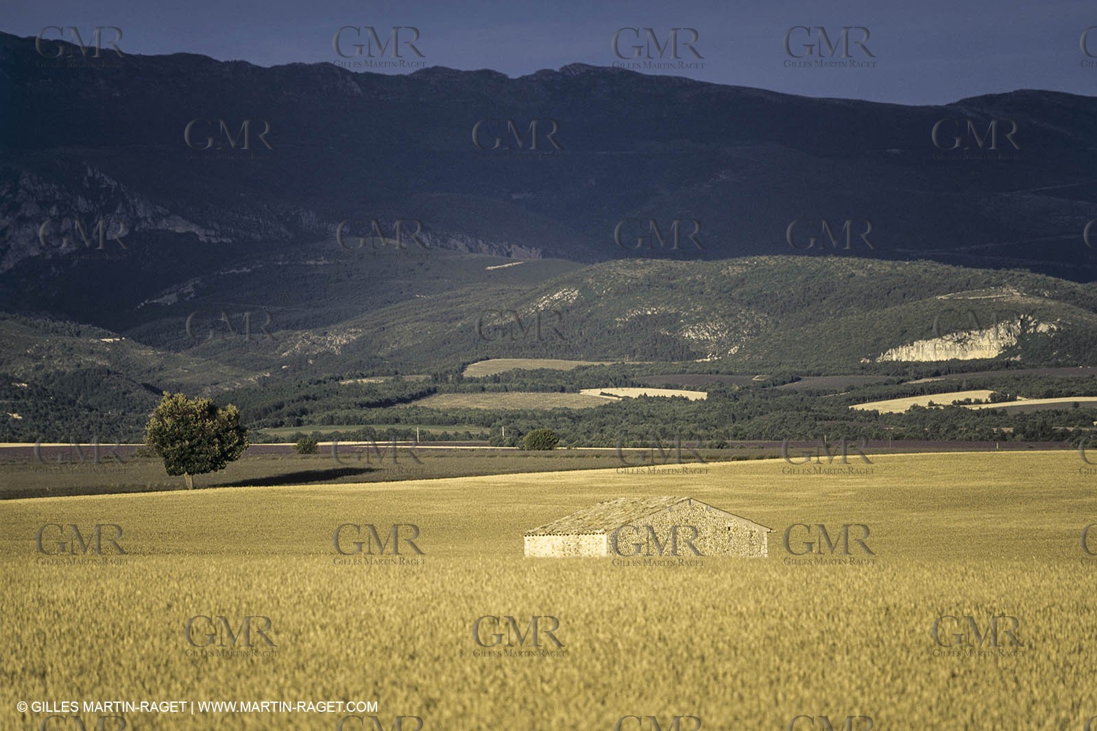 Corn and Wheat fields on Valensole Plateau in higher Provence (France)