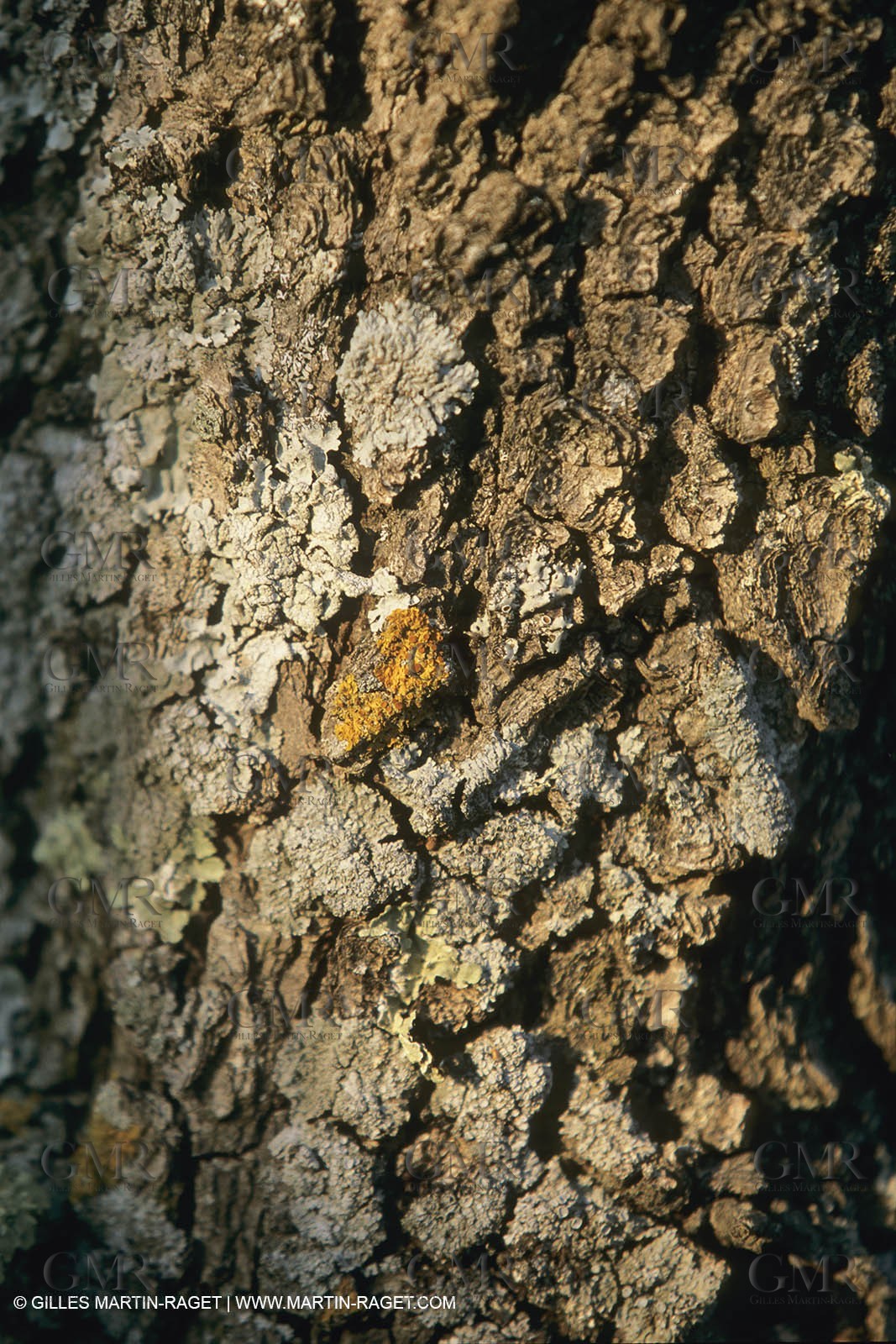 France, Provence, Bois d'olivier   olive tree wood