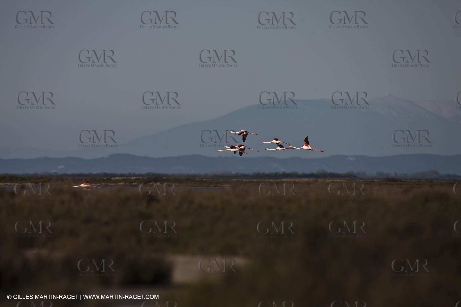 09 04 2011 - Les Saintes Maries de la Mer (FRA,13) - Pink Flamingos in Camargue