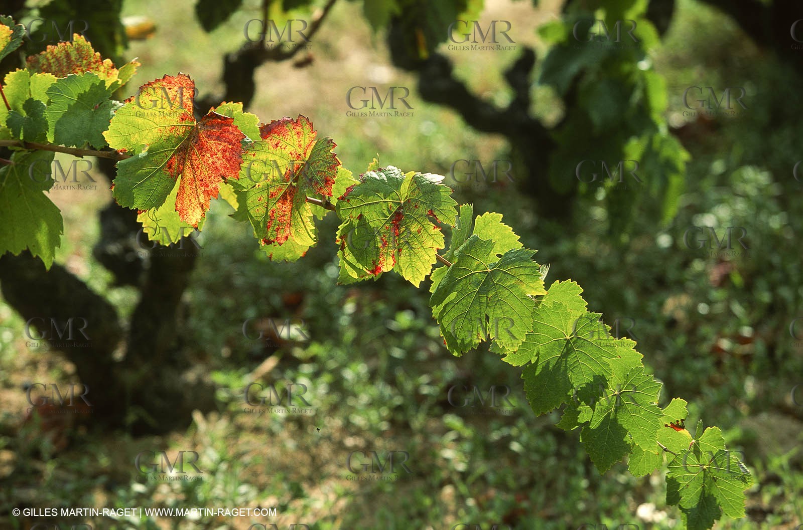 Provence, Harvest time