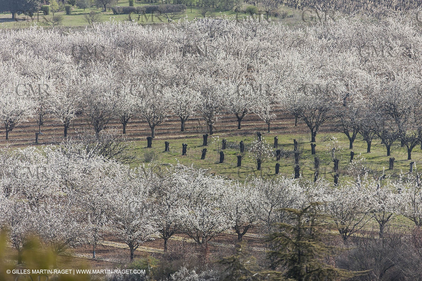 March 30th 2012 - Saint Saturnin les Apt (FRA, 84) - blooming cherry trees