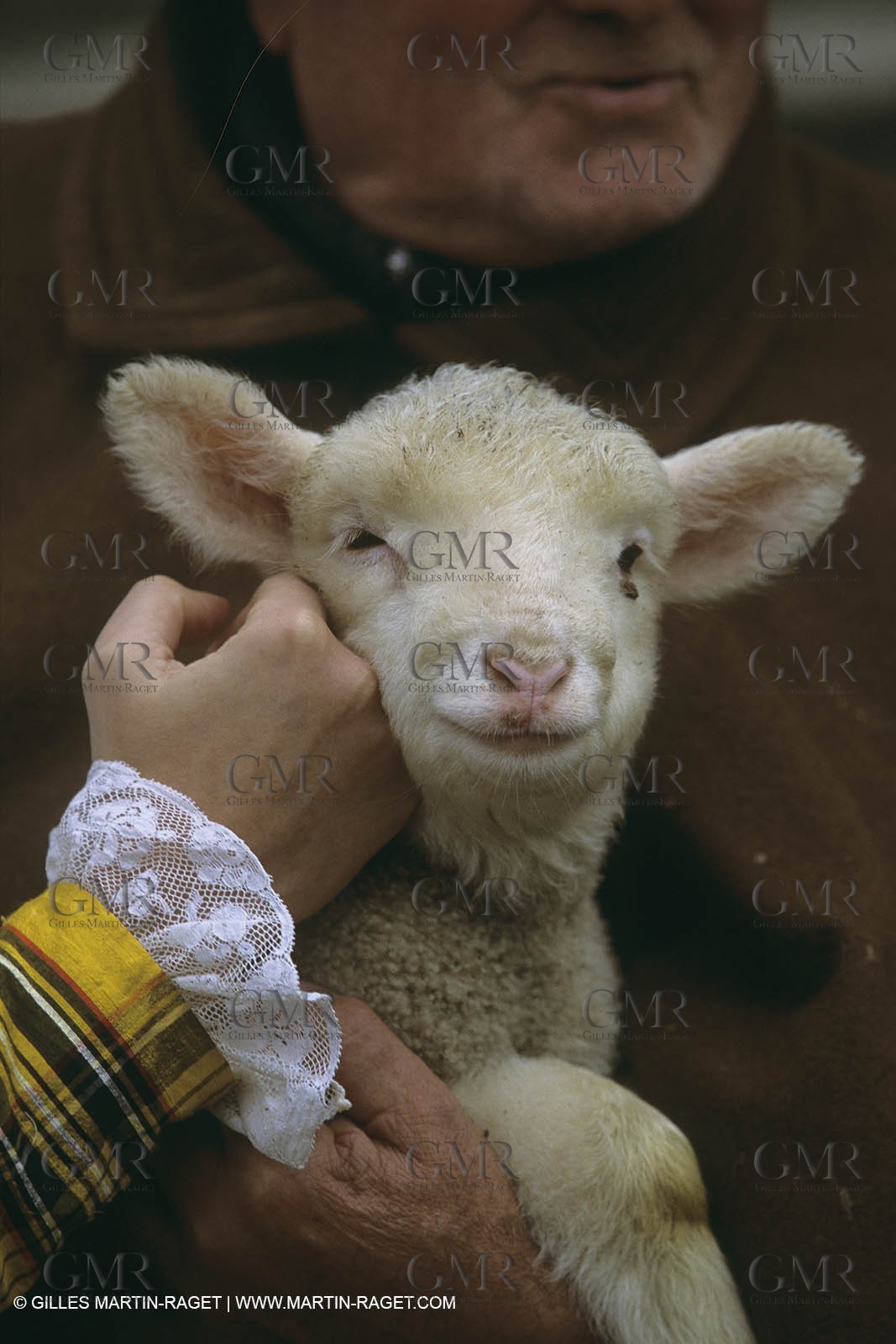 France, Provence, Moutons, bergers   Sheeps, sheepkeepers