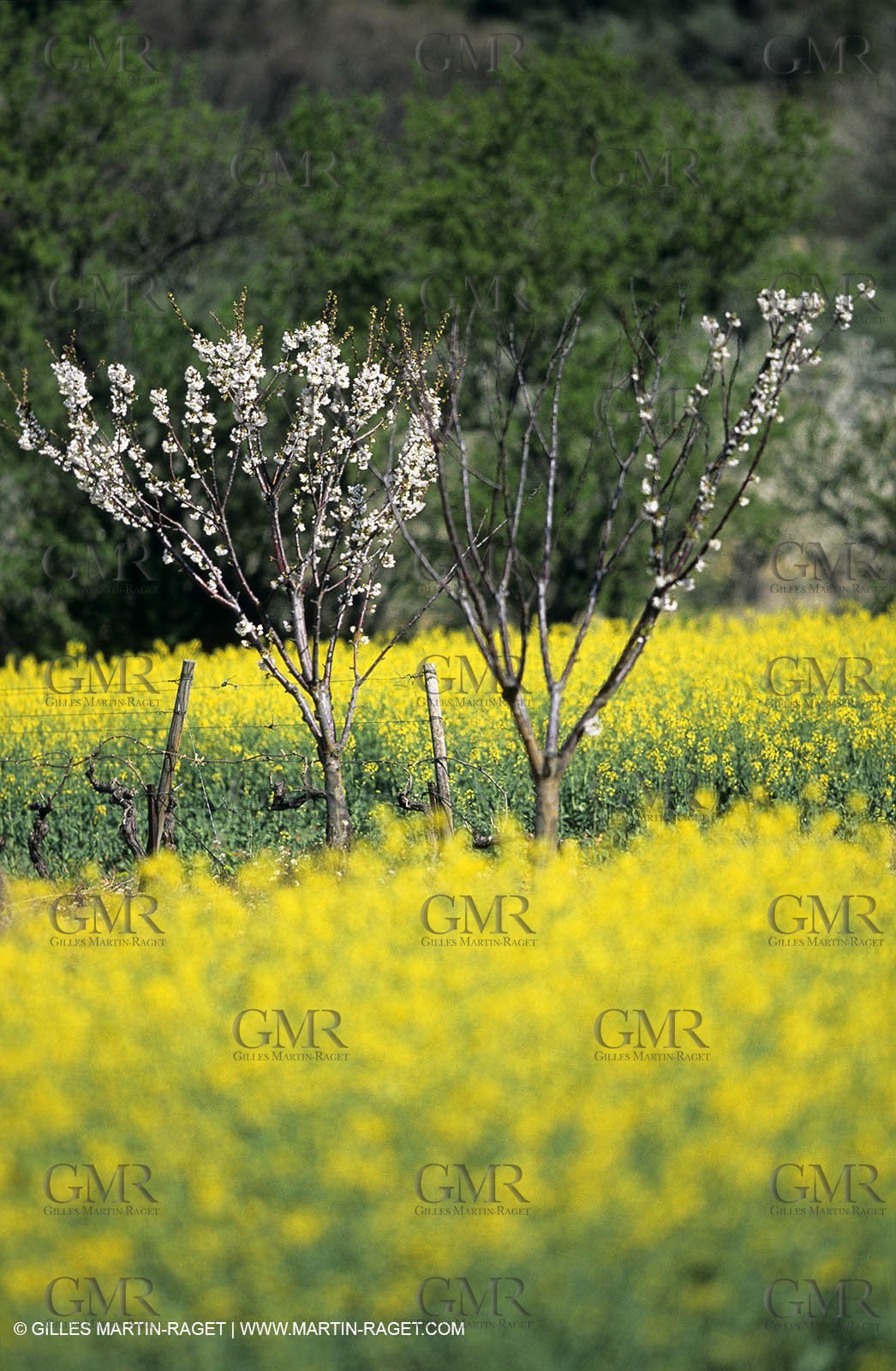 Alpilles (FRA,13), Champs de colza