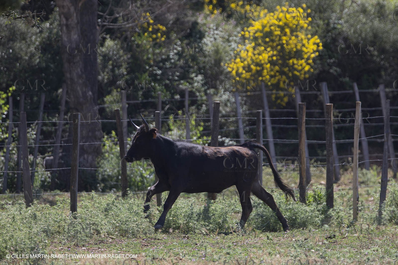 Course de Satin 2014 - Arles (FRA,13) - 1 06 2014**The satin race - Arles (FRA,13) - 01 06 2014