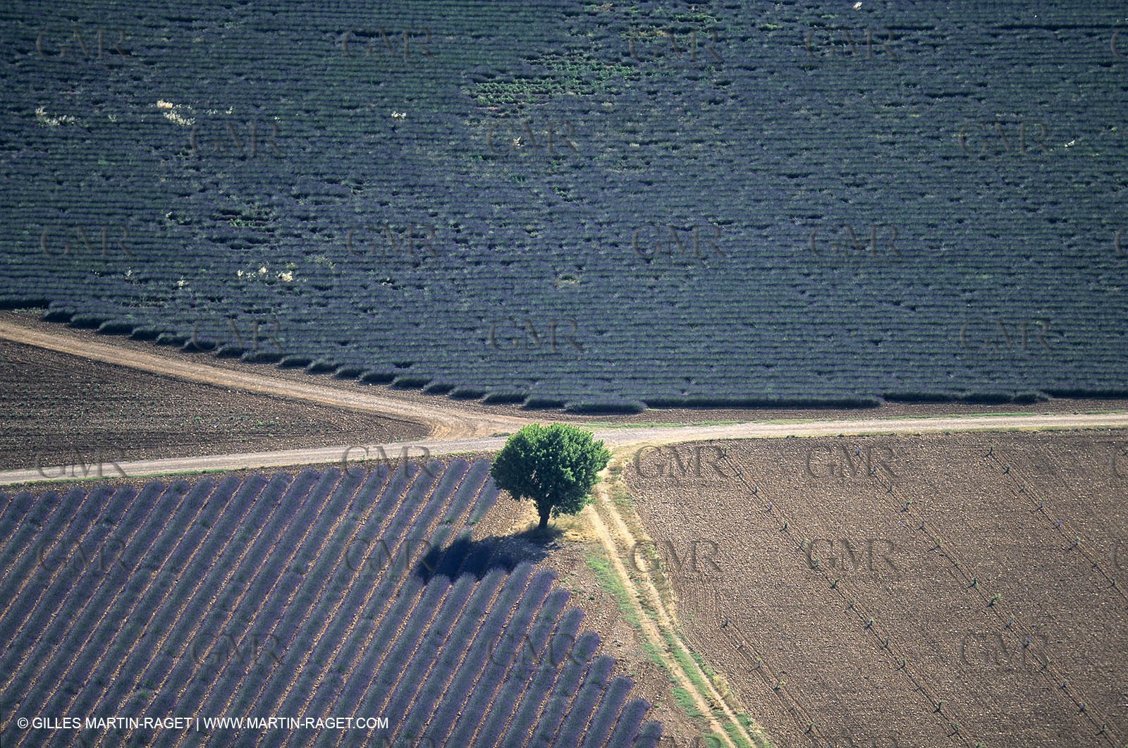 Lavander fields