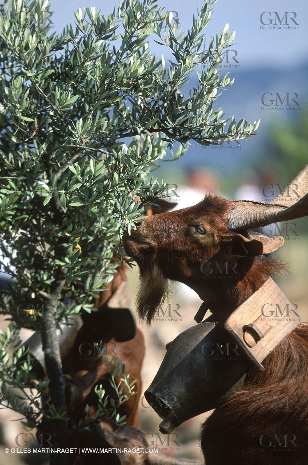 Saint Rémy de Provence (FRA,13) - Sheep stocks migration Fest