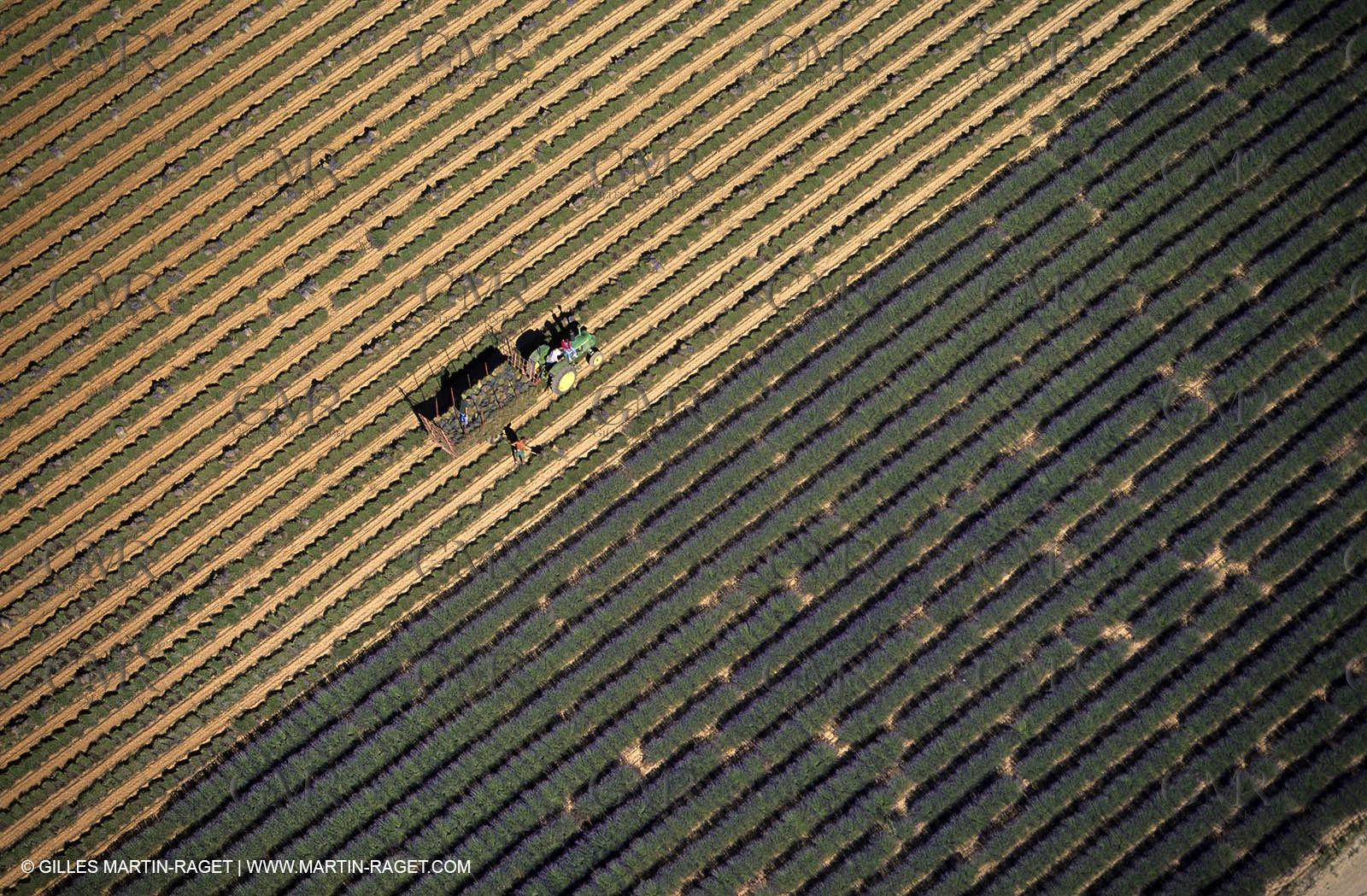 lavander fields , 2005  , Valensole plateau