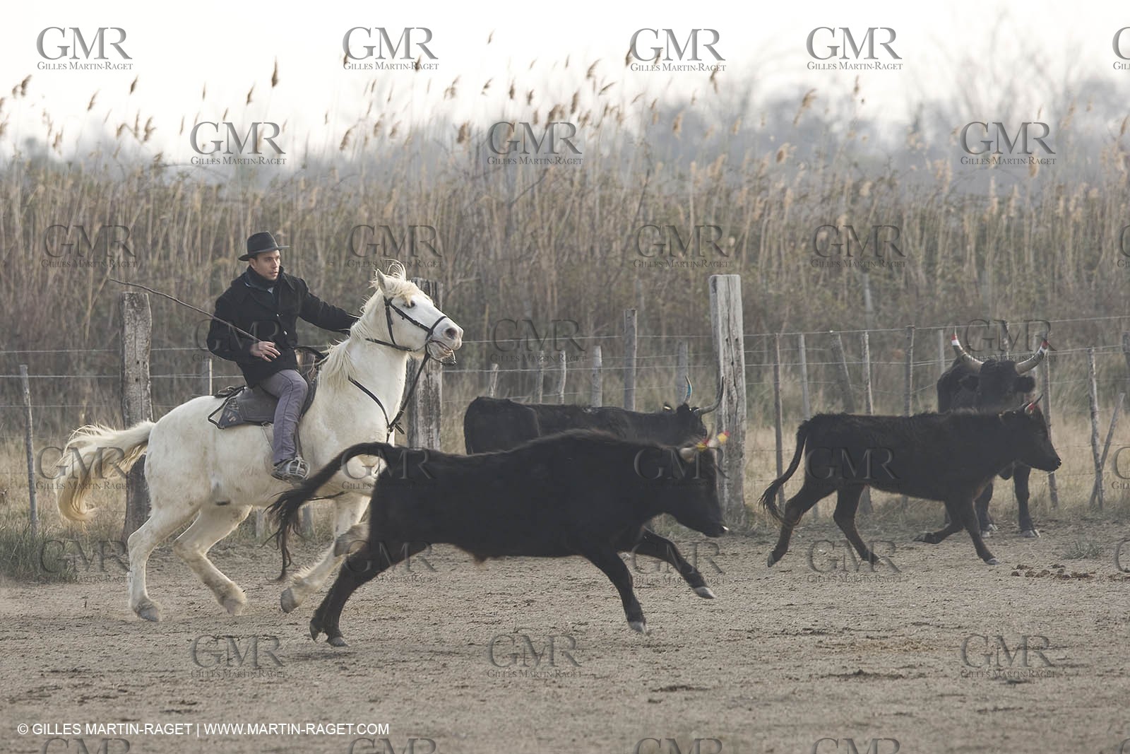 17 02 2008 - Les Saintes Maries de la mer - Camagri - Bull chasing