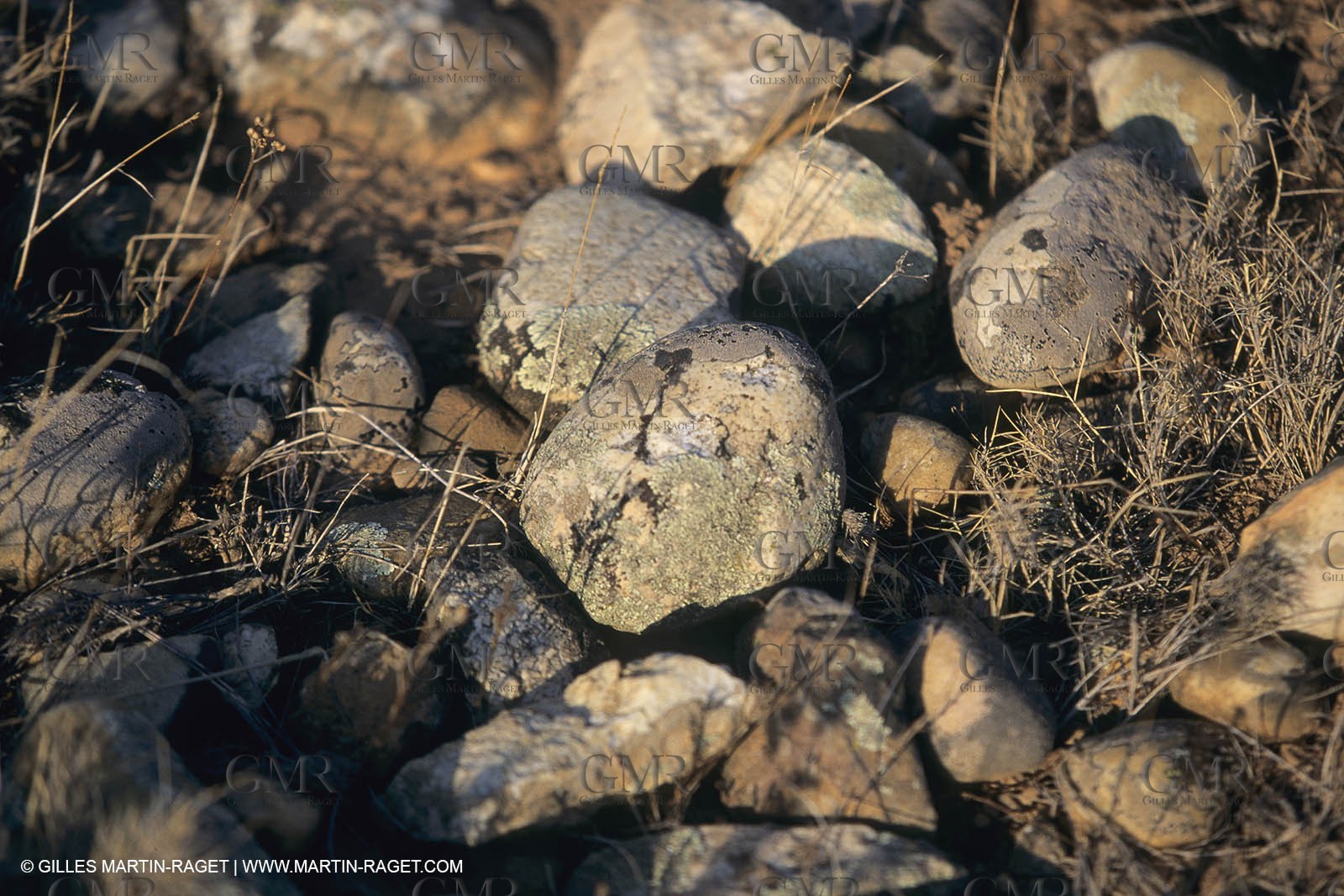 France, Provence, Plaine de la Crau