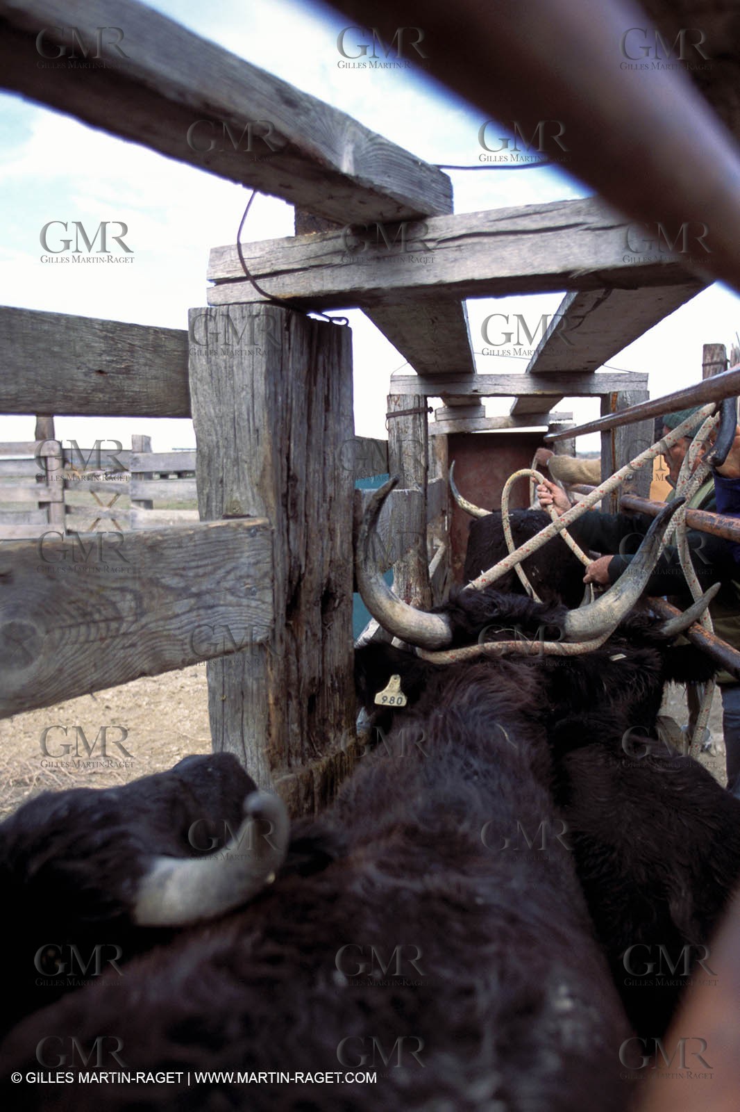 Camargue horses and bulls breeding