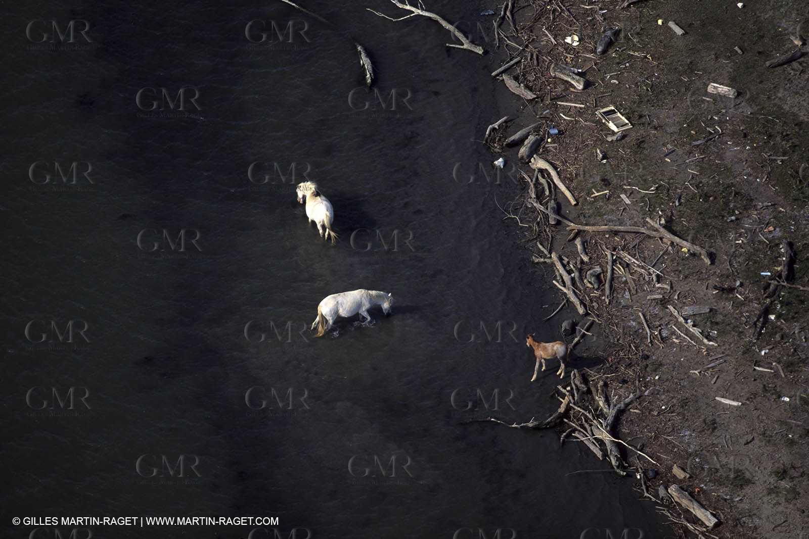 Camargue horses
