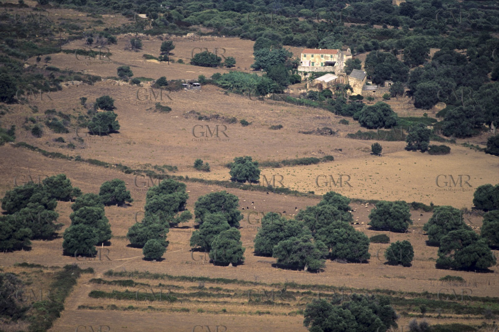 Corsica
