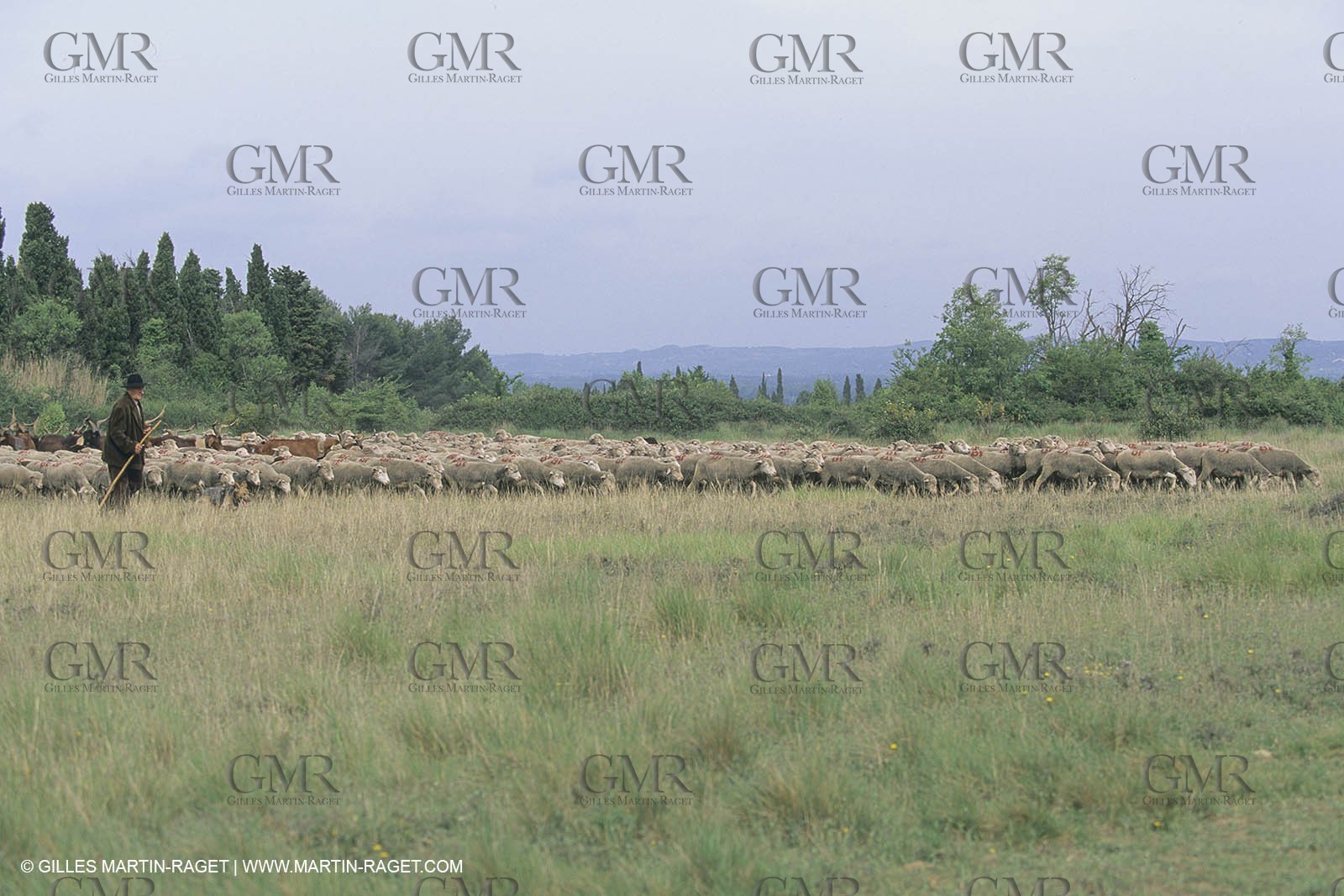 France, Provence, Moutons, bergers, élevage, transhumance
