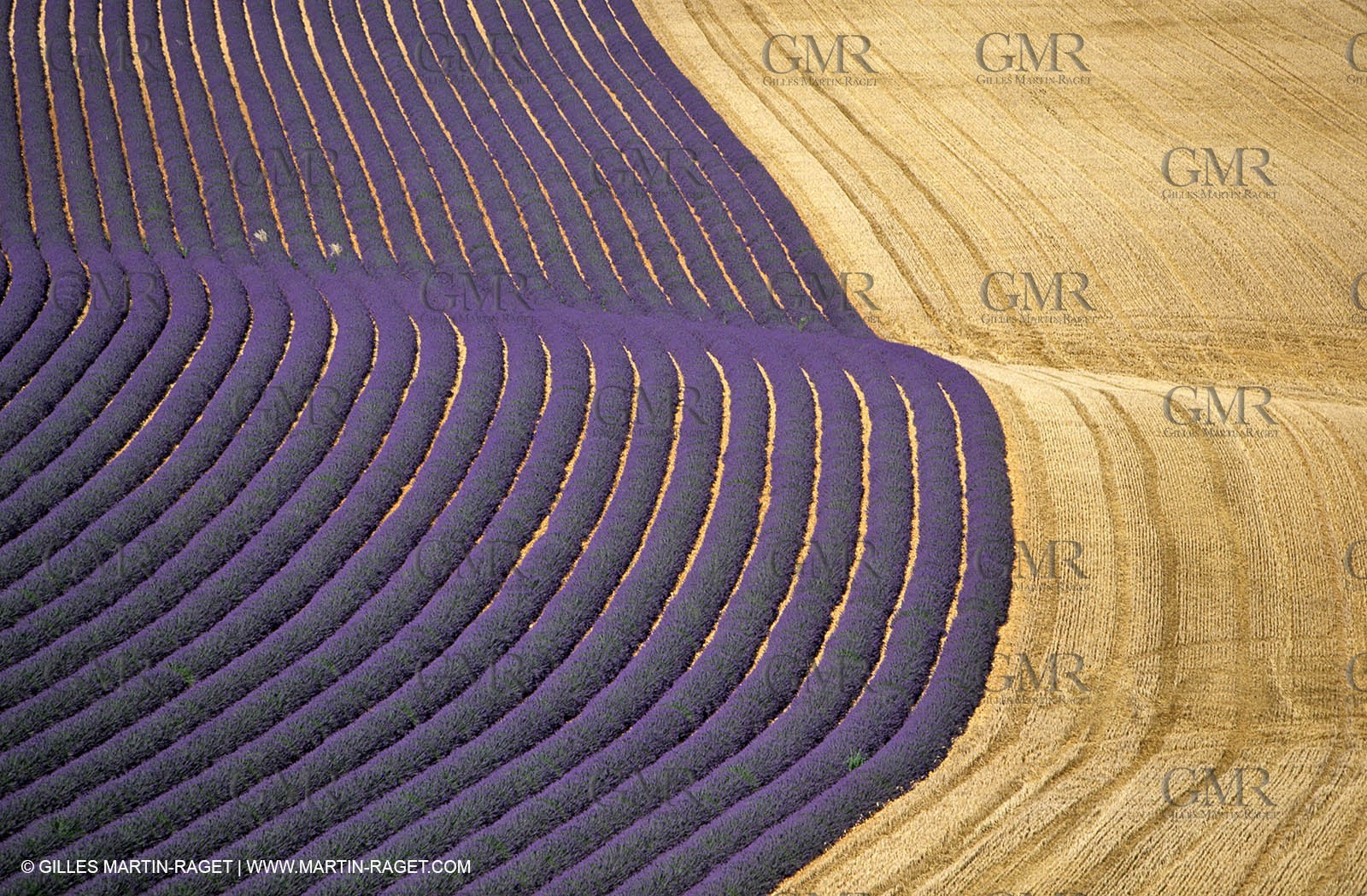 lavander fields , 2005  , Valensole plateau