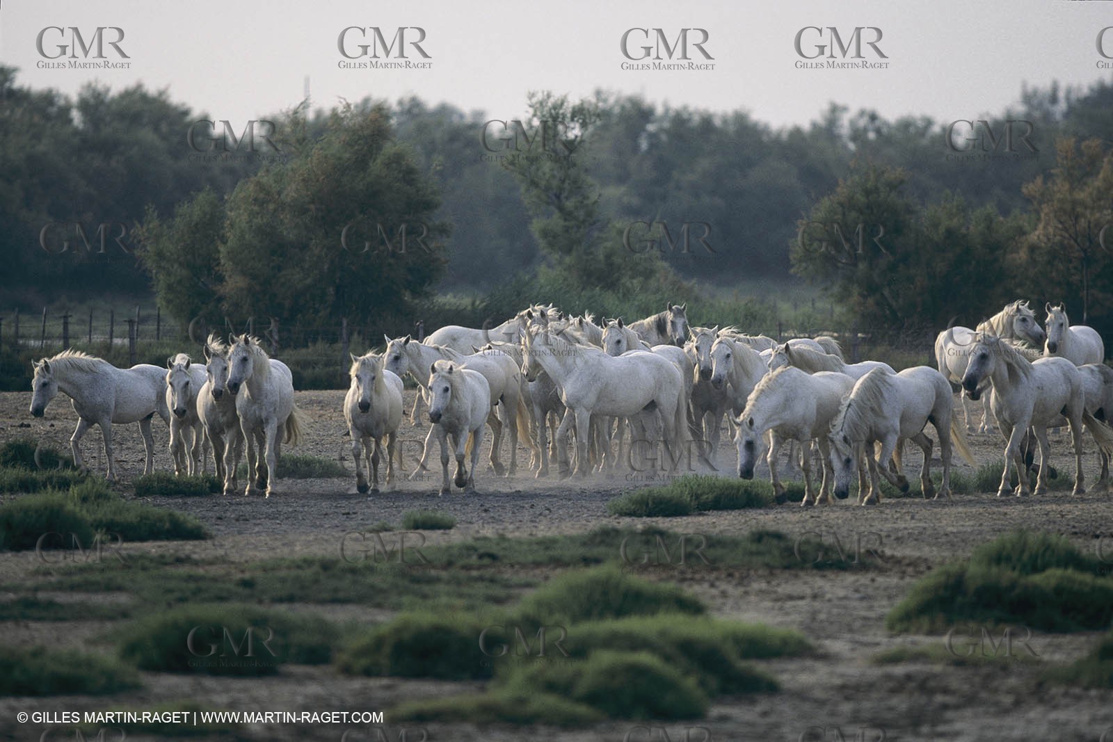 France, Provence, Camargue, White horses from Camargue
