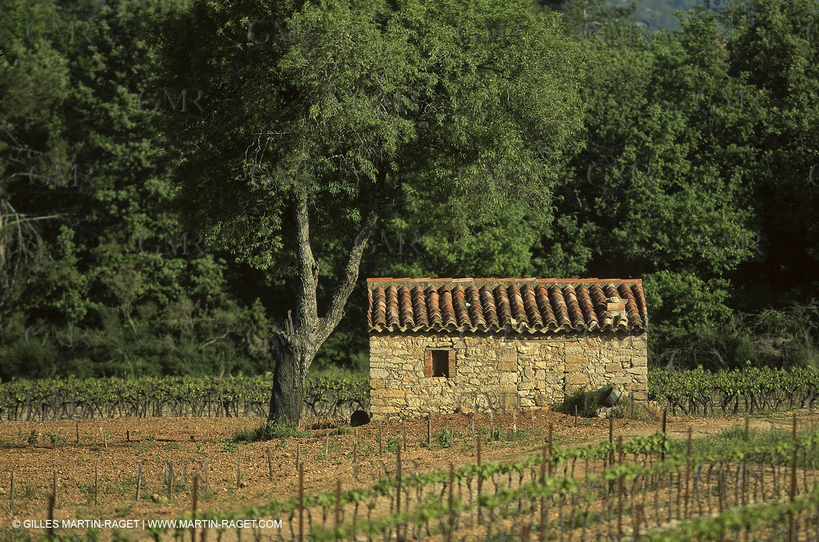 Luberon (FRA,84), Fall colors