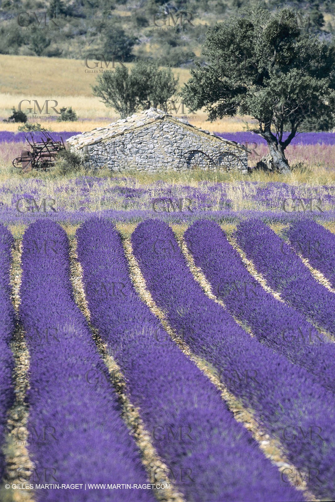 France, Provence, Lavender fields