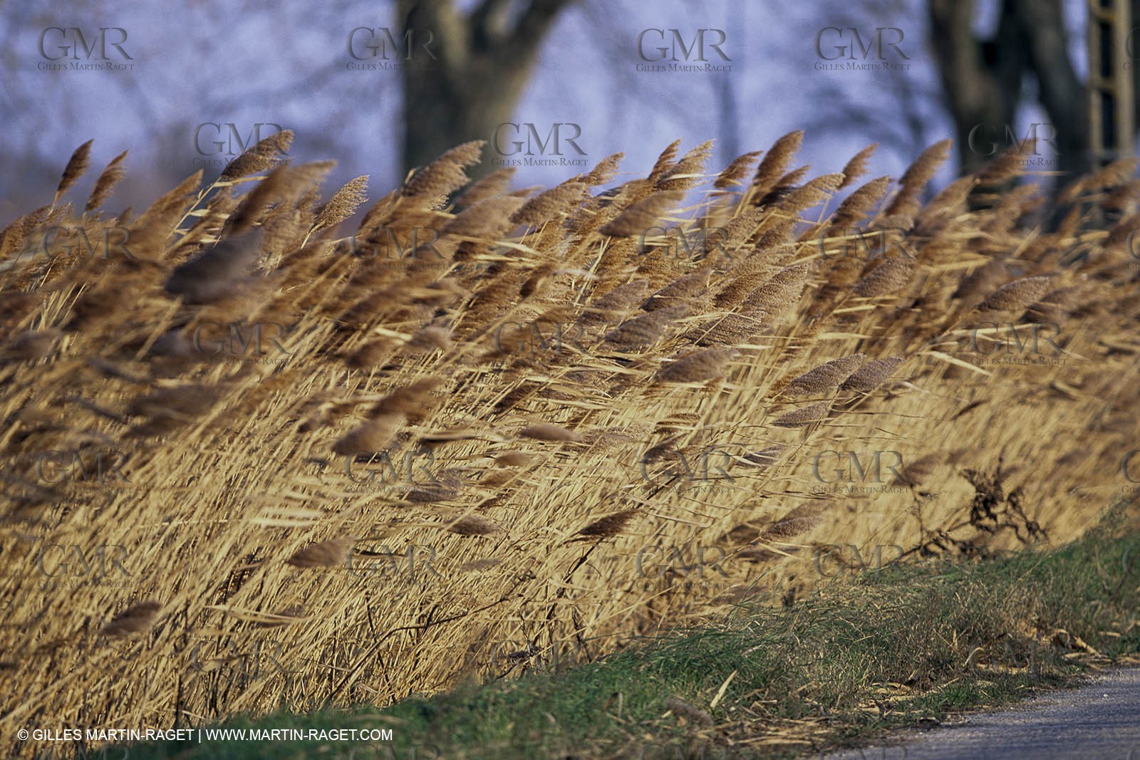 France, Provence, Camargue, Nature, roseaux, sagne