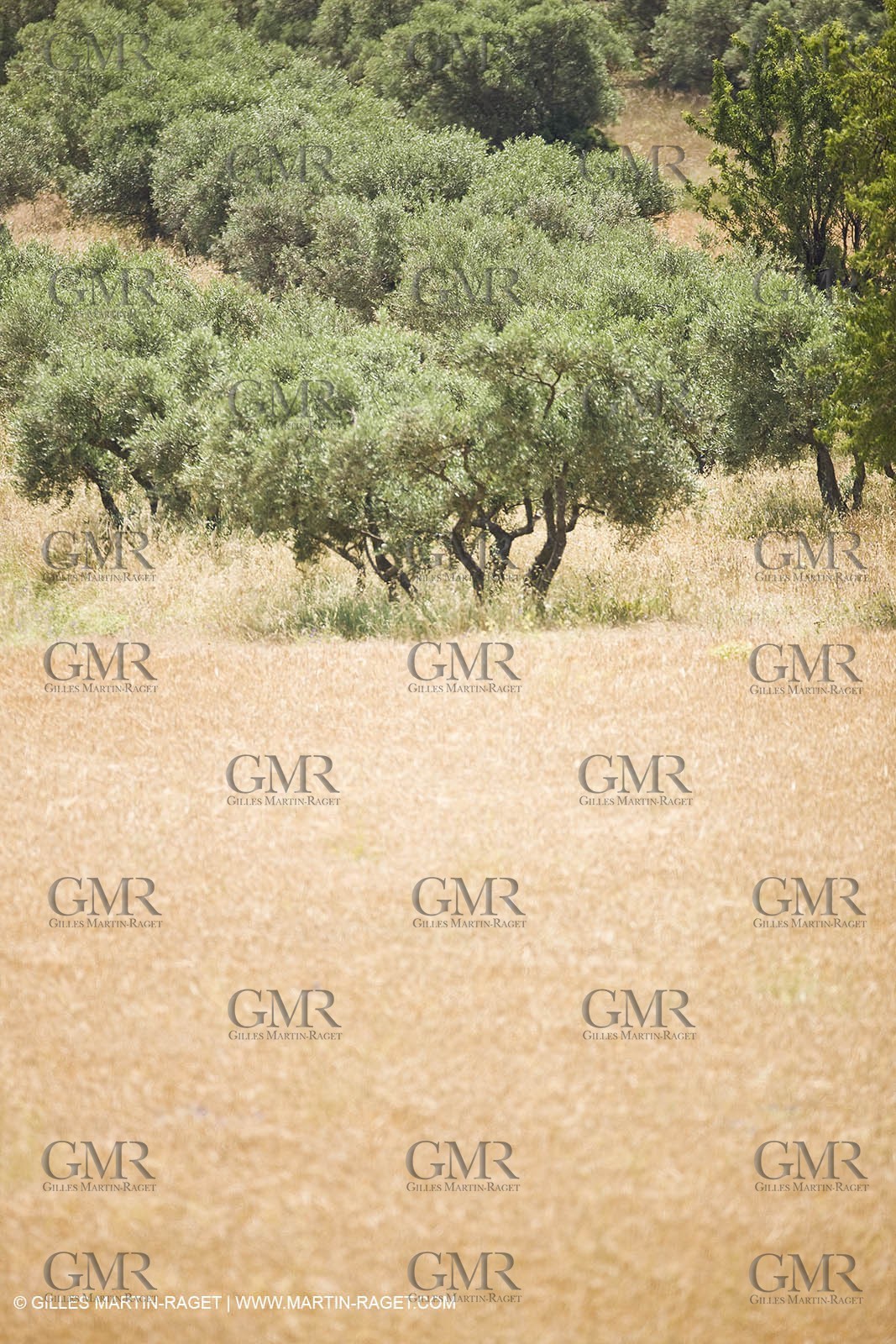 June 24th 2008 - Saint Rémy de Provence (FRA,13) - Alpilles hills landscapes