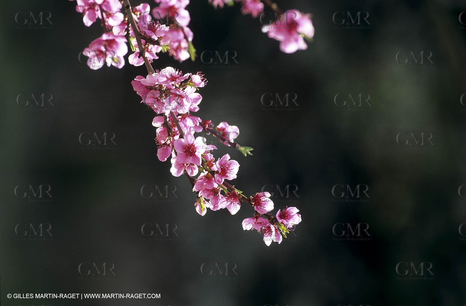 Luberon, Vaucluse (FRA,84) - Fruit trees blooming