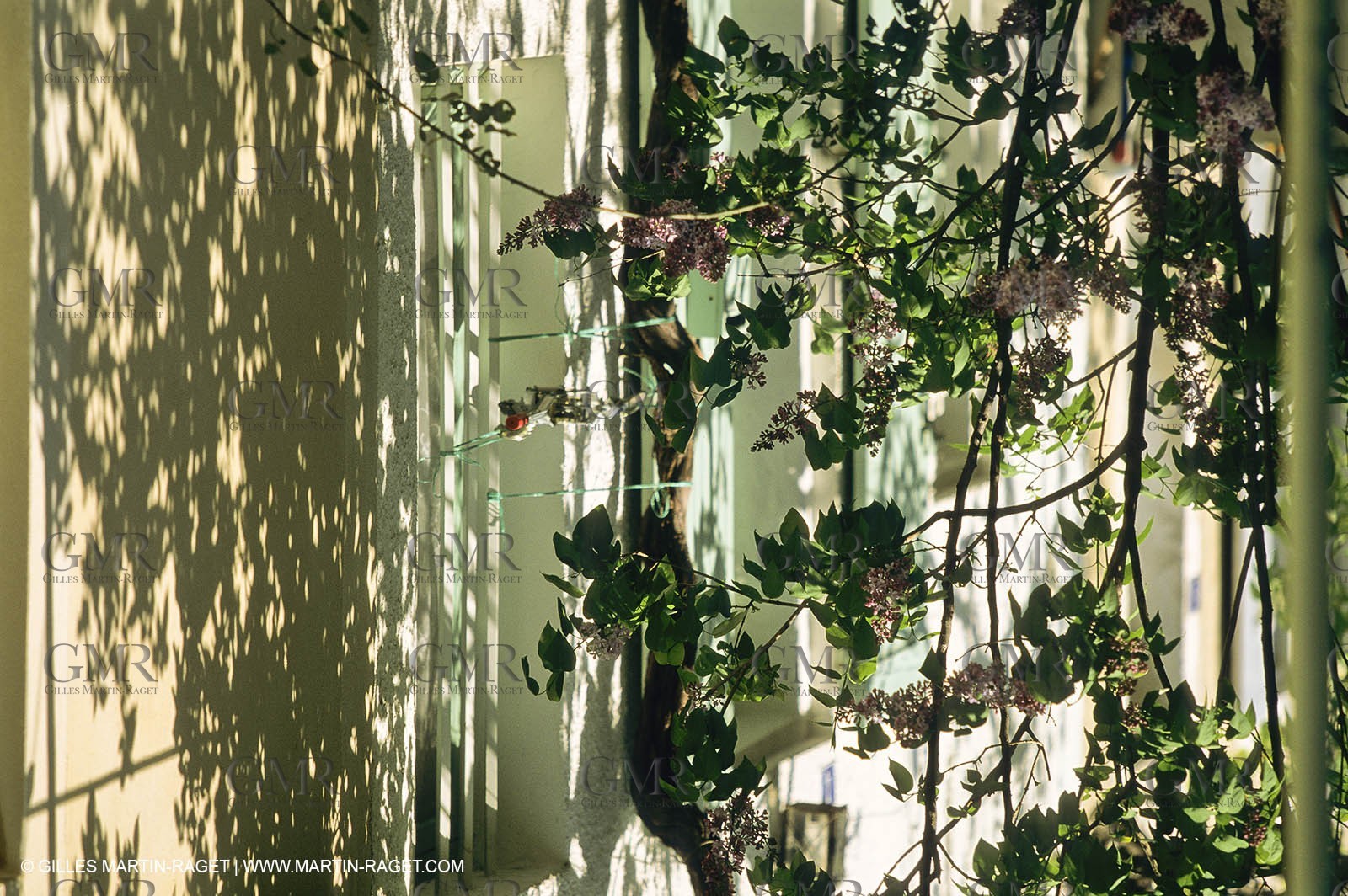 Les Alpilles, Saint Rémy de Provence, (FRA,13) - Glycine in Saint Rémy de Provence