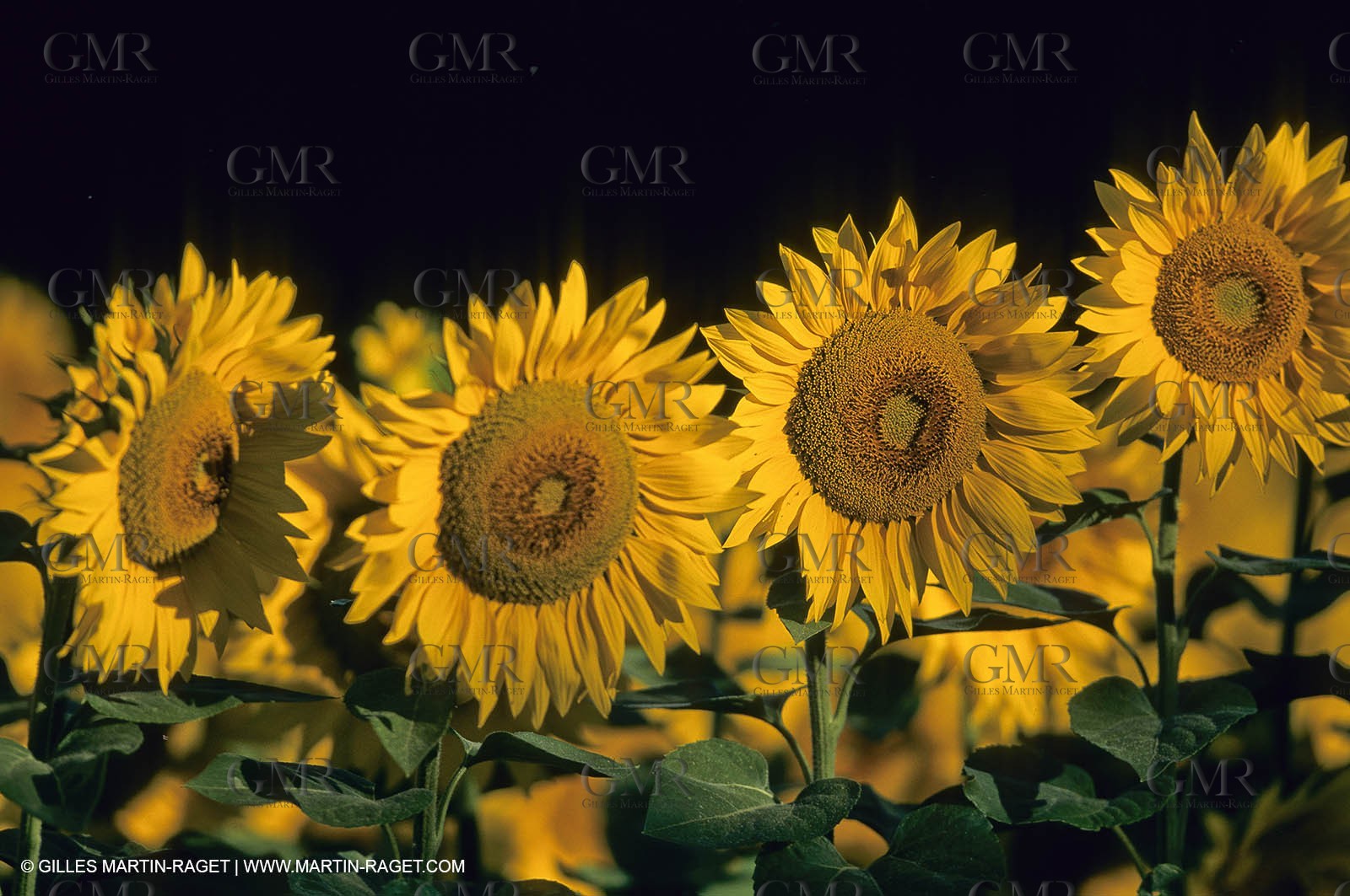 Luberon (FRA,84), Sunflower fields