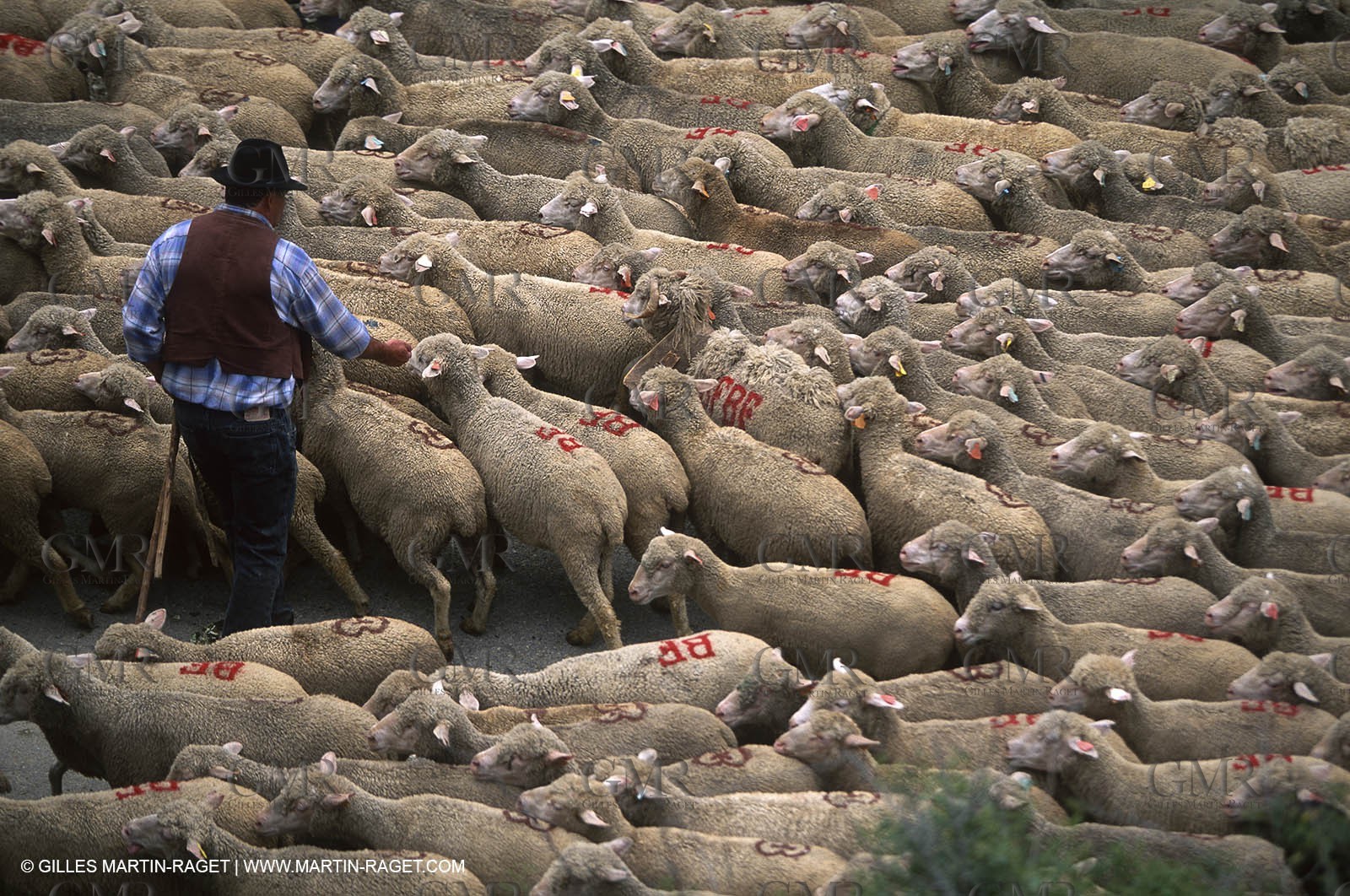 Saint Rémy de Provence (FRA,13) - Sheep stocks migration Fest