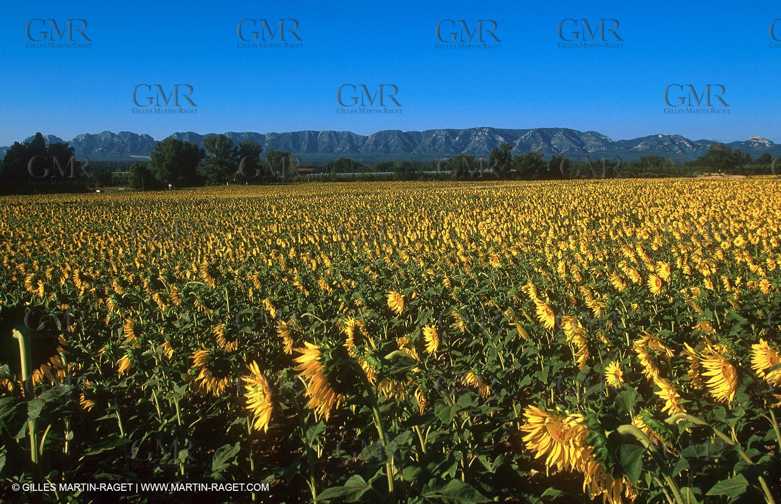 Alpilles countryside