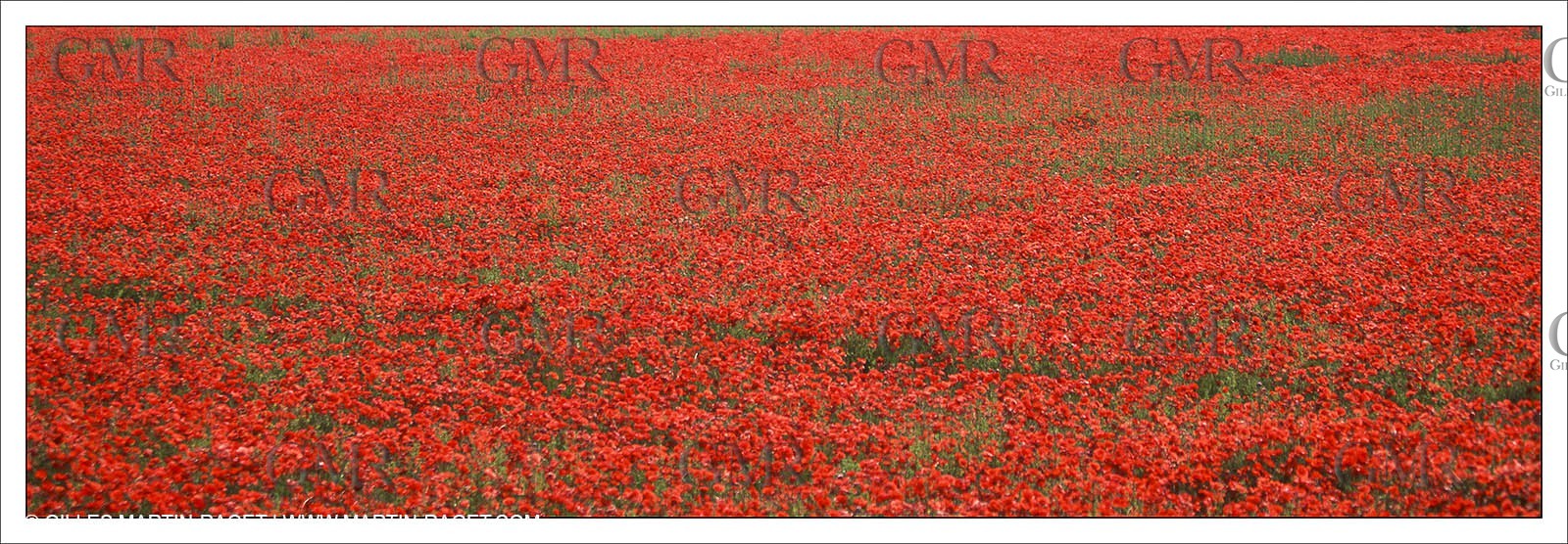France - Languedoc-Roussillon - Nîmes Métropole - Costières