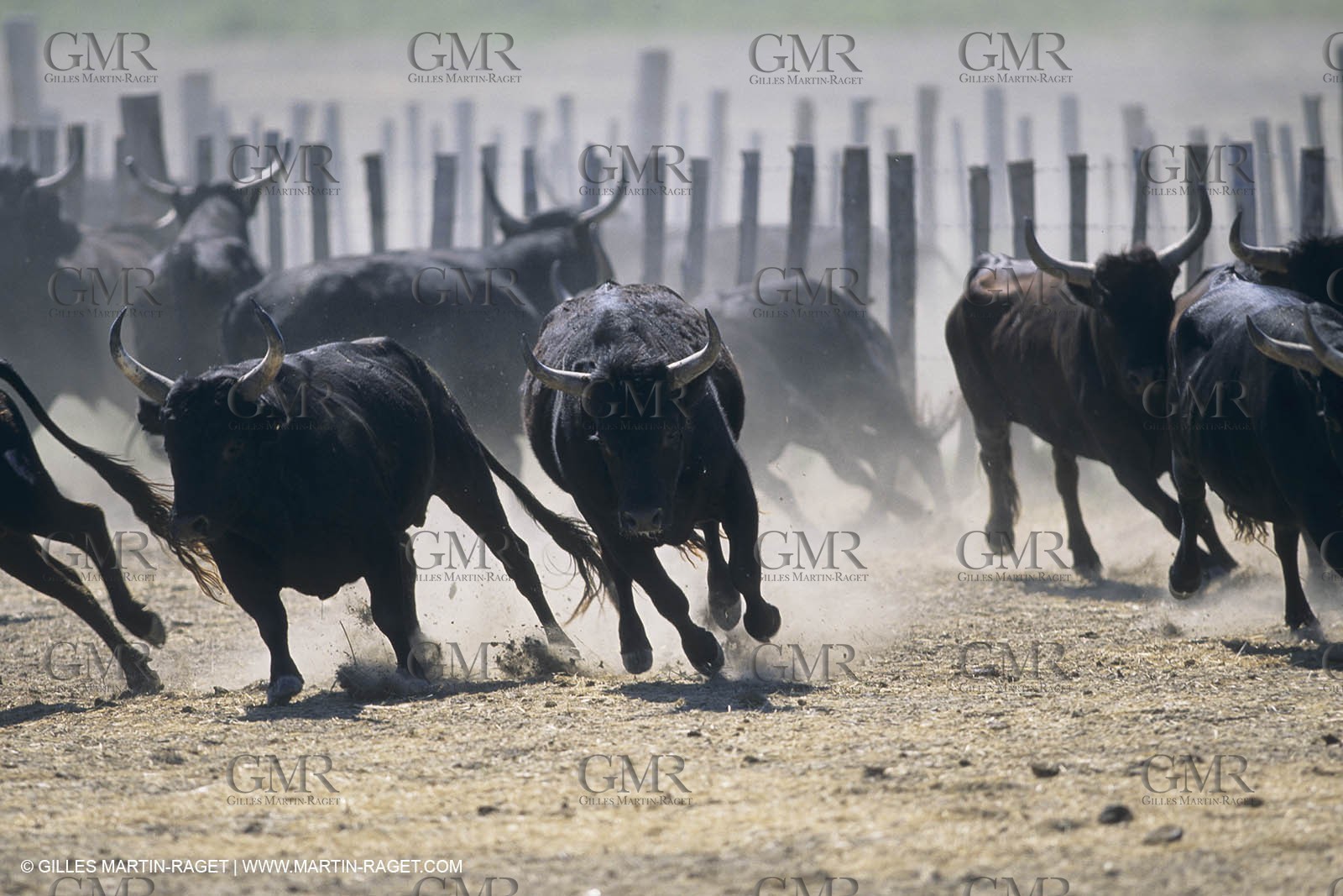 France, Provence, Camargue, Gardians de Camargue, métier, fêtes, élevage, tri