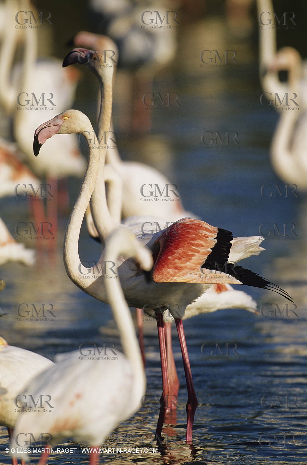 Camargue (FRA,13) - Flamingos in the Camargue