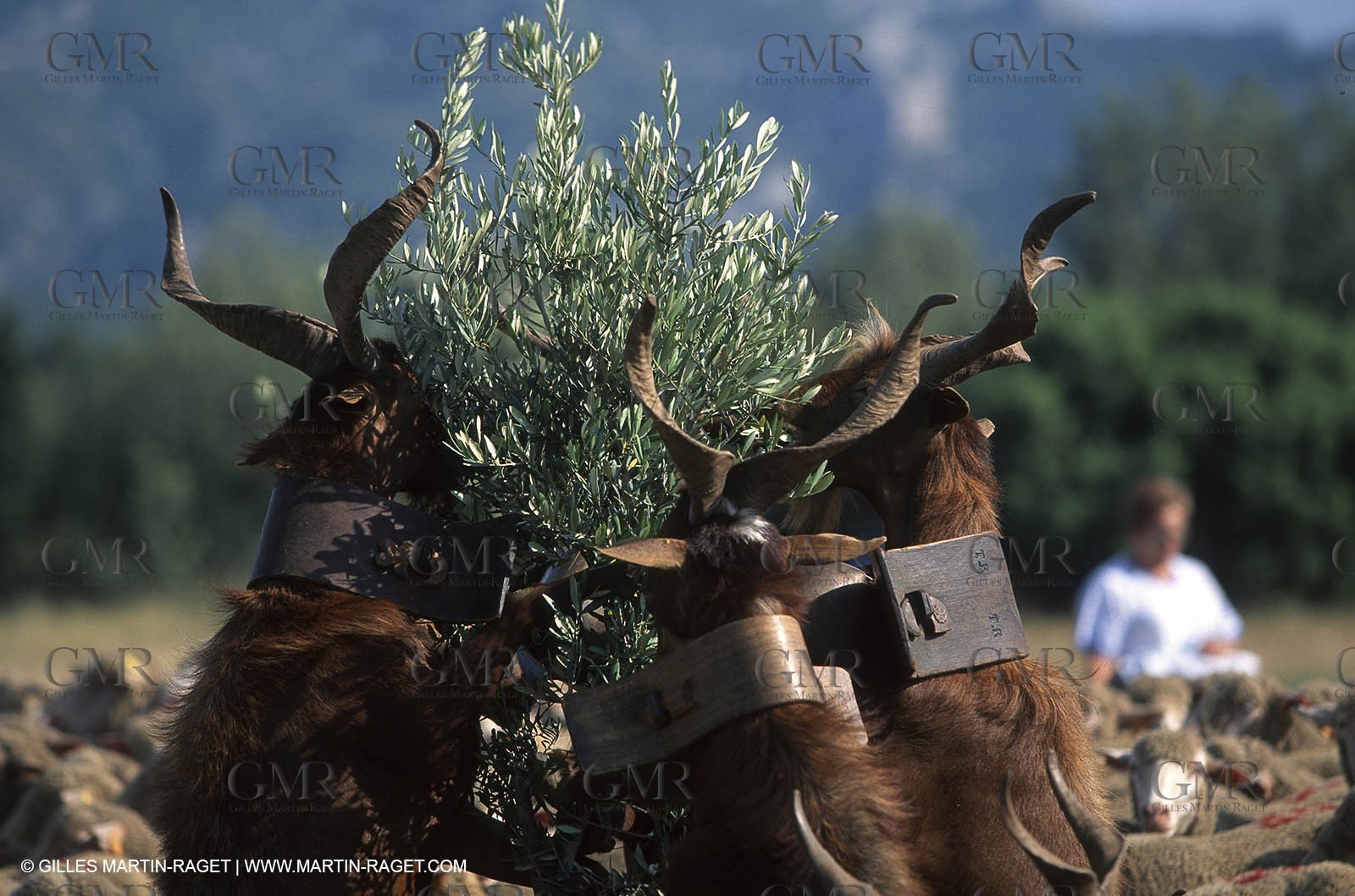 Saint Rémy de Provence (FRA,13) - Sheep stocks migration Fest