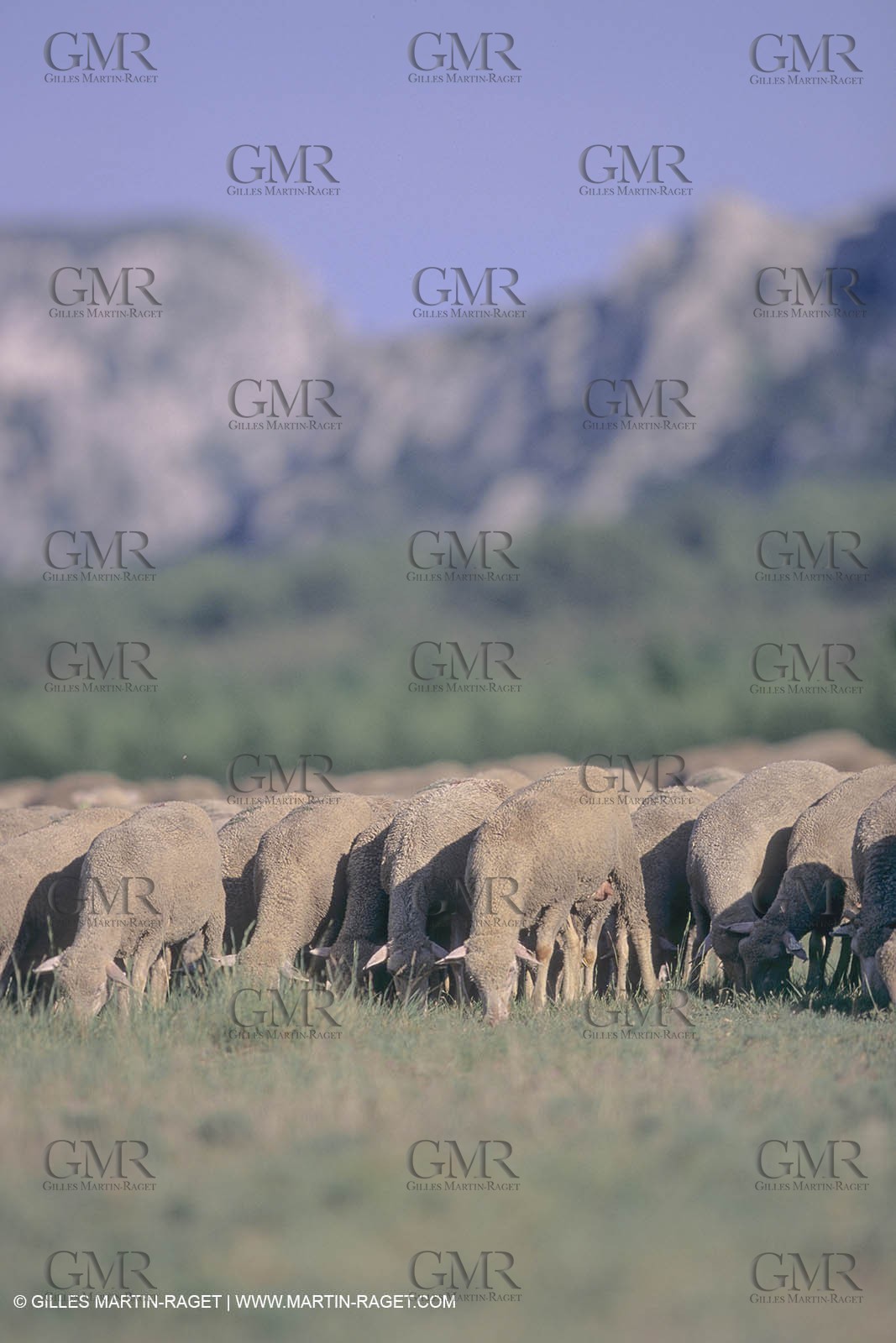 France, Provence, Moutons, bergers, élevage, transhumance