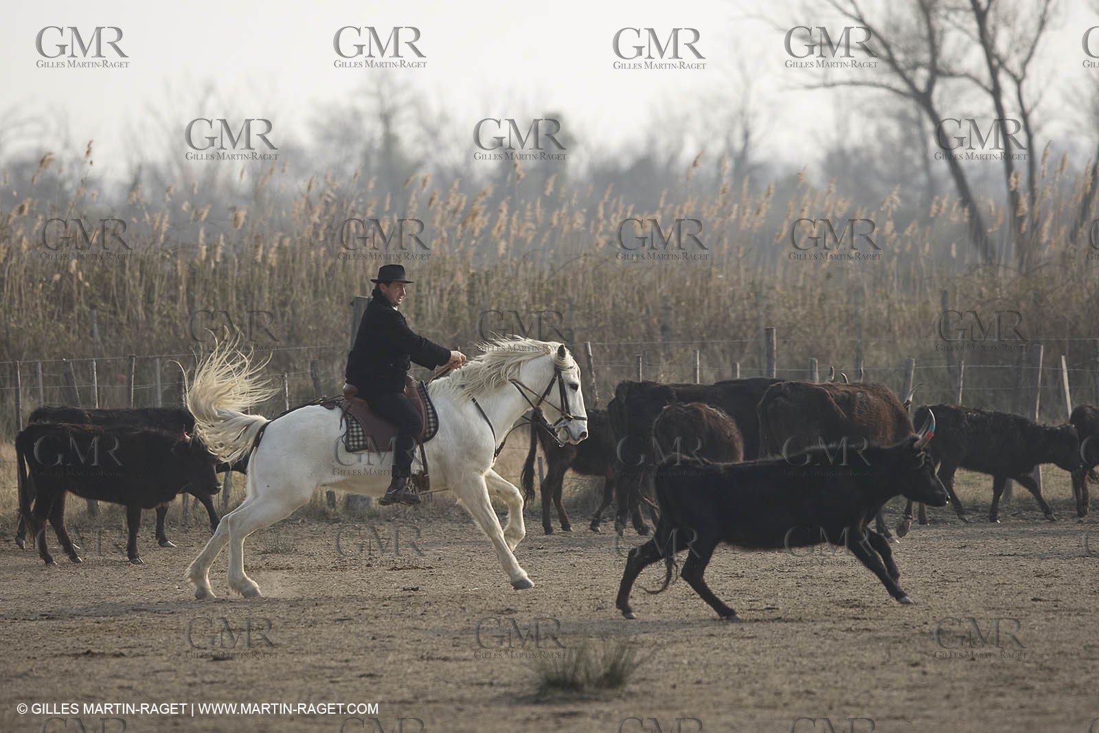 17 02 2008 - Les Saintes Maries de la mer - Camagri - Bull chasing