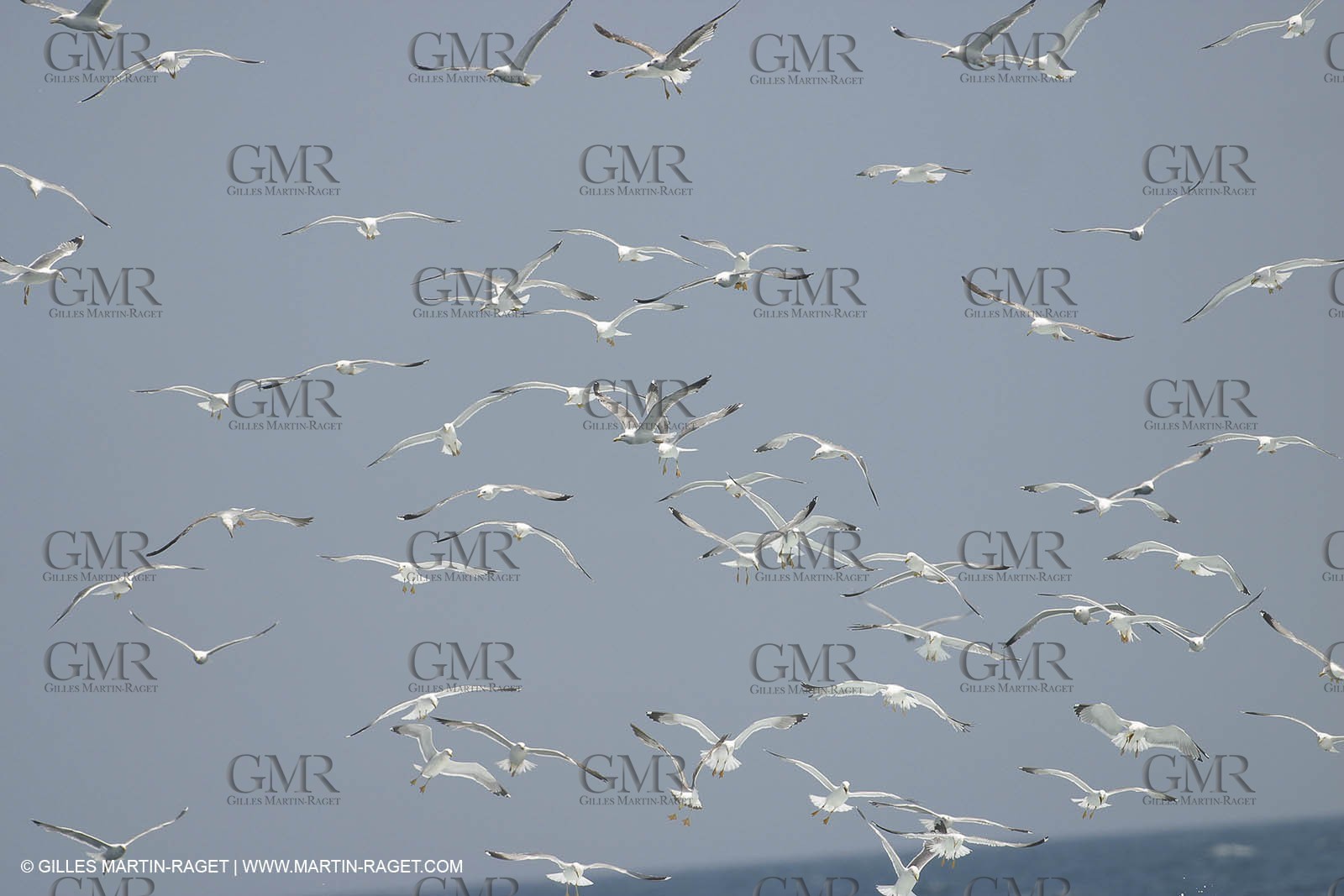 Animaux marins