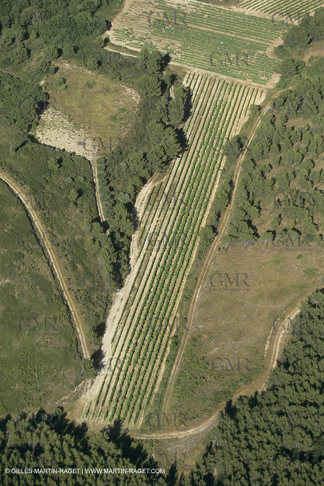 France, Provence, Les Alpilles, Domaine Dalmeran