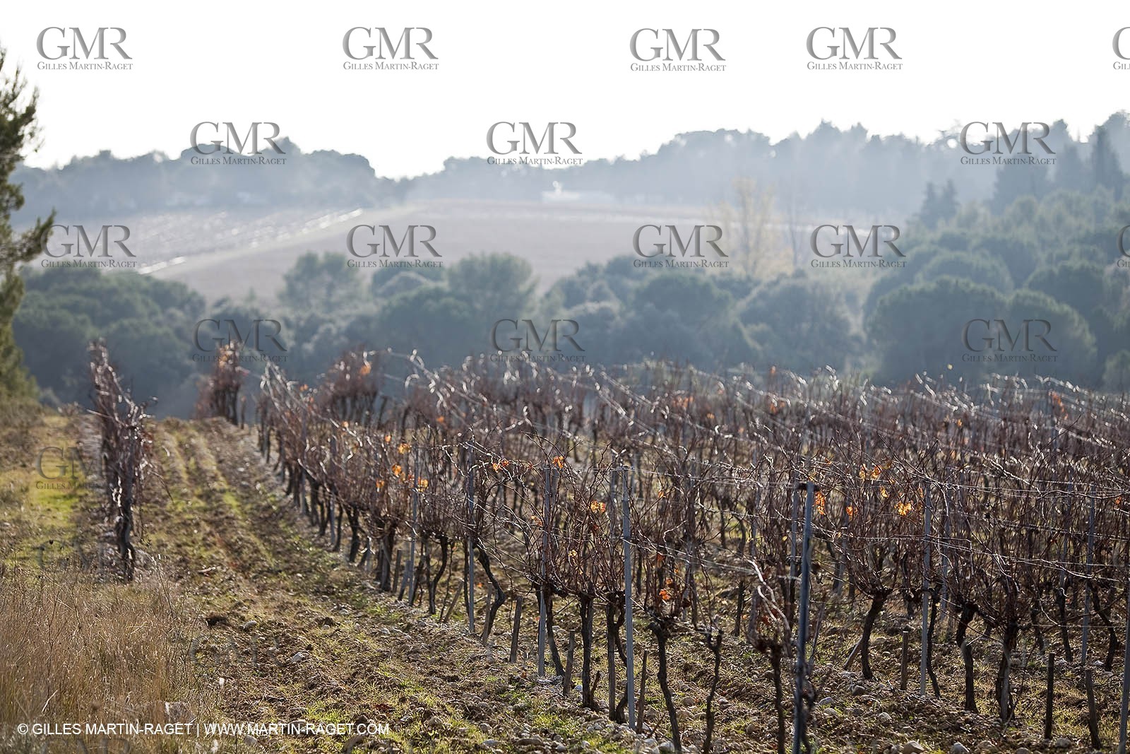 Saint Drézéry (FRA, 34), Domaine de Puech Haut