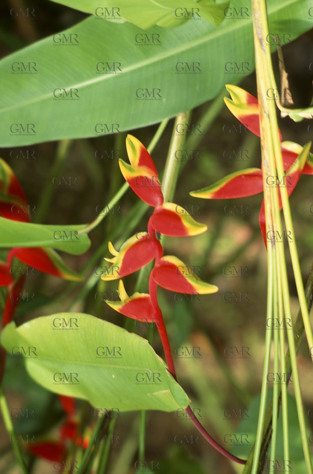 Destinations - Antilles - Saint Barth