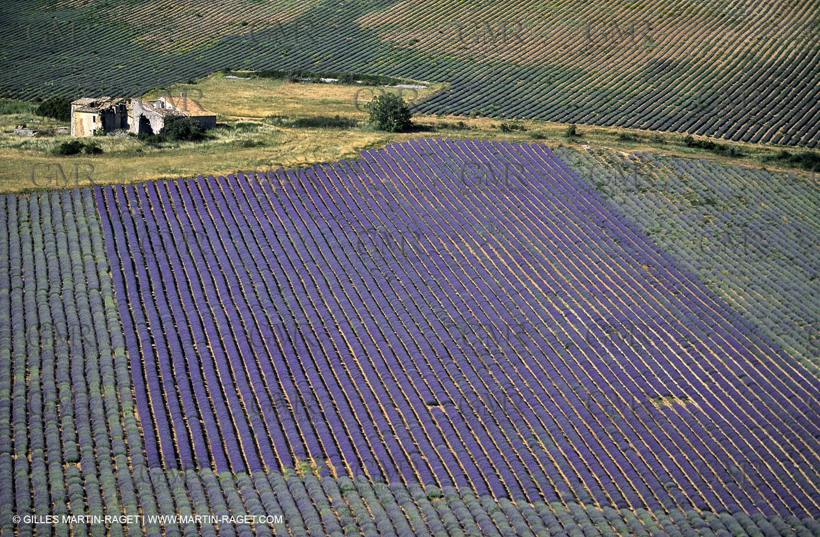 lavander fields , 2005, plateau de sault