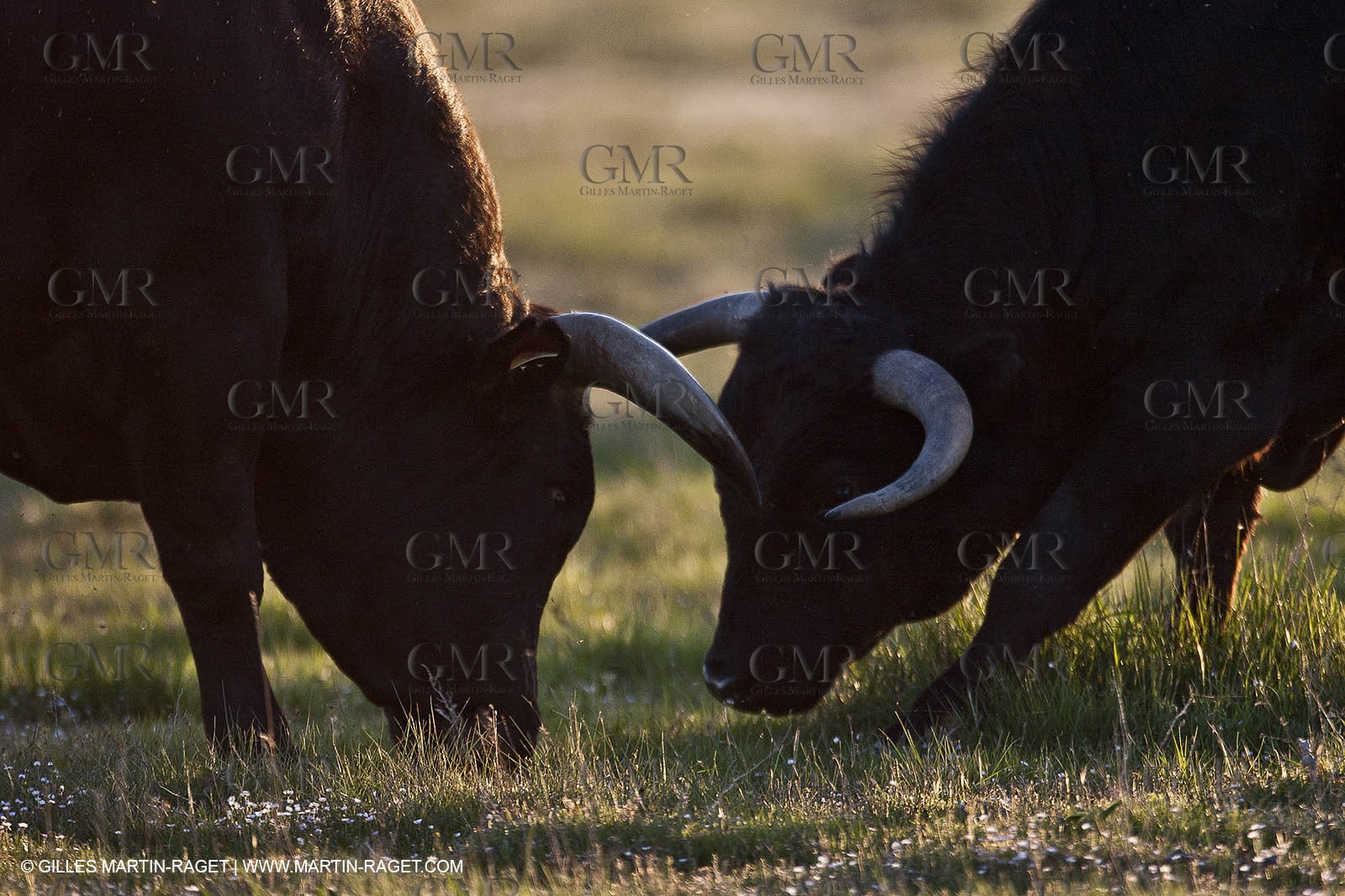 09 04 2011 - Arles (FRA,13) - Bulls fighting in Camargue