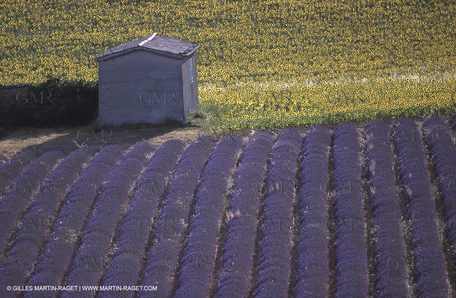 Lavander fields