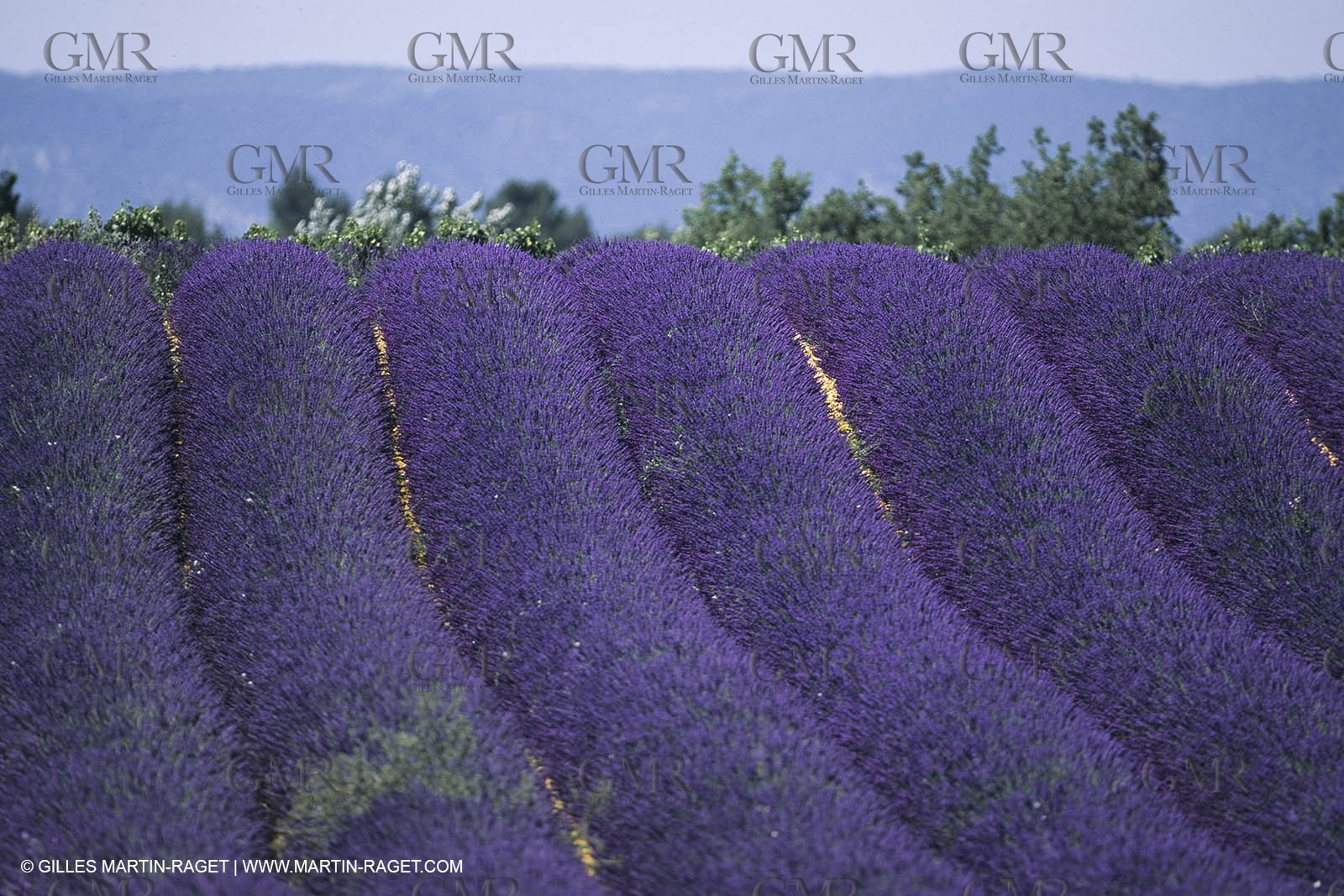 France, Provence, Lavender fields